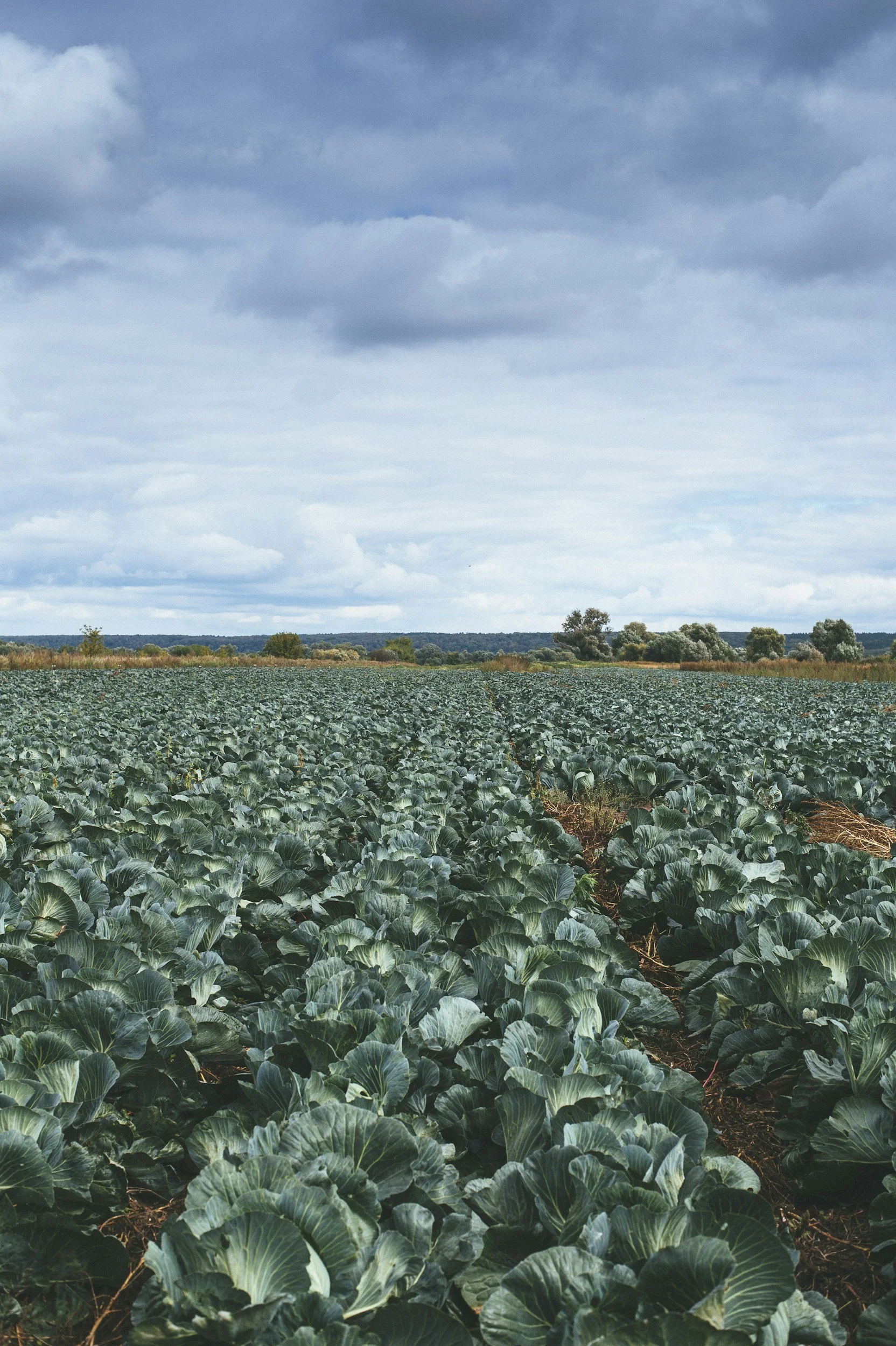 Cabbage field