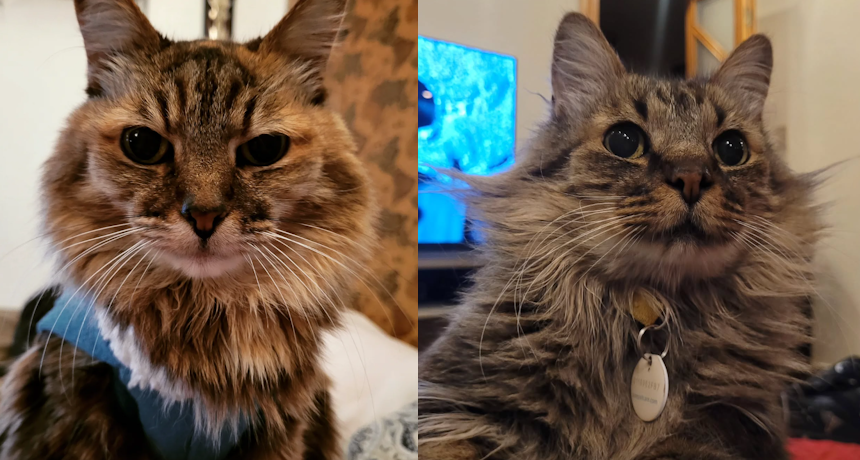 Two cats, one on the left with a fluffy brown and black coat, and one on the right with a longer, darker tabby fur, both looking directly at the camera.