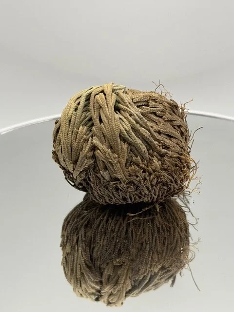 Rose of Jericho
