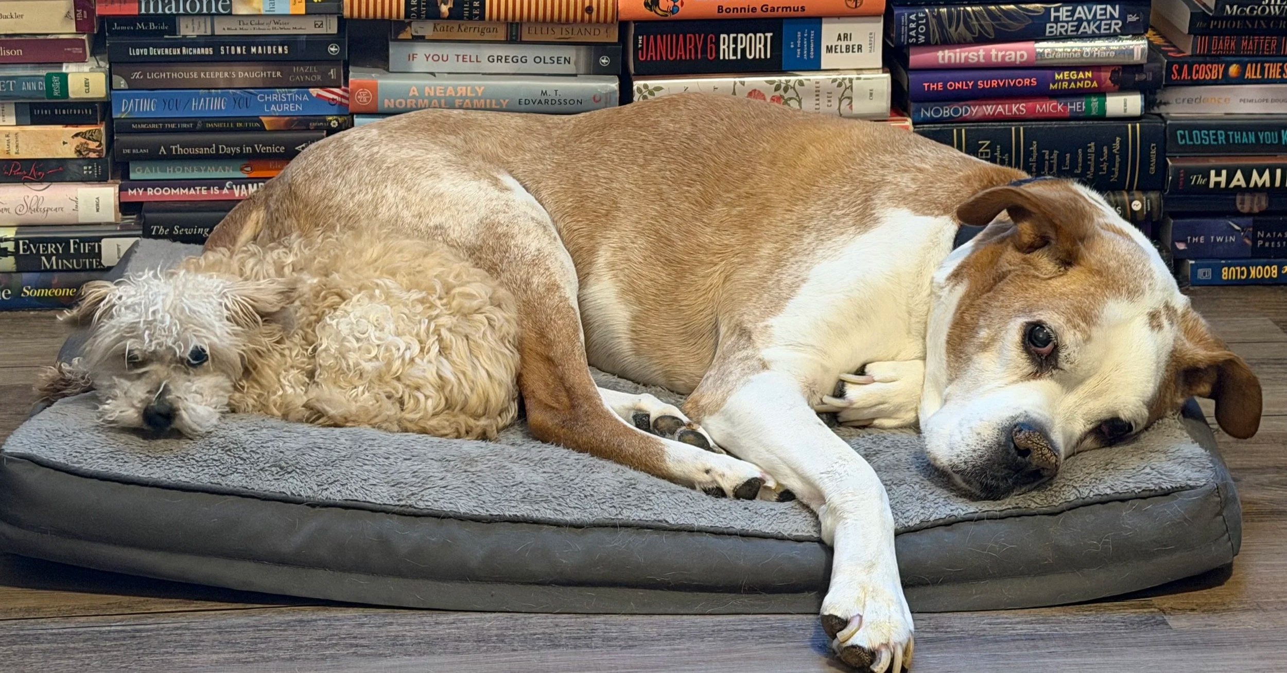 Two dogs, a small curly-haired dog and a larger smooth-haired dog, lie together on a gray dog bed in front of a bookshelf filled with books.