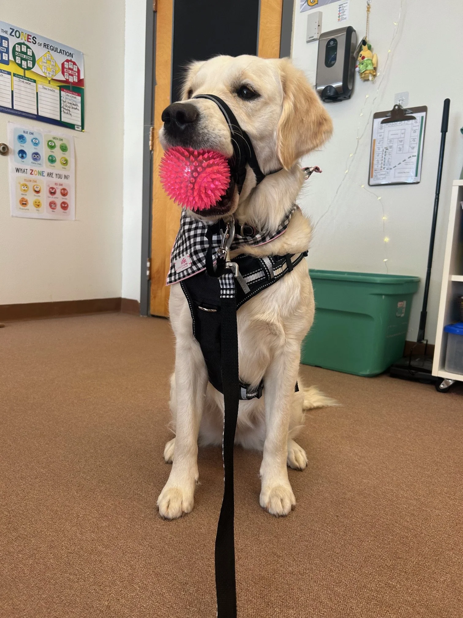 A Golden Retriever dog, Trillium, wearing a harness, with a pink spiked toy in her mouth, sitting indoors on a beige carpeted floor, with posters, a clipboard, a green bin, and other objects in the background.