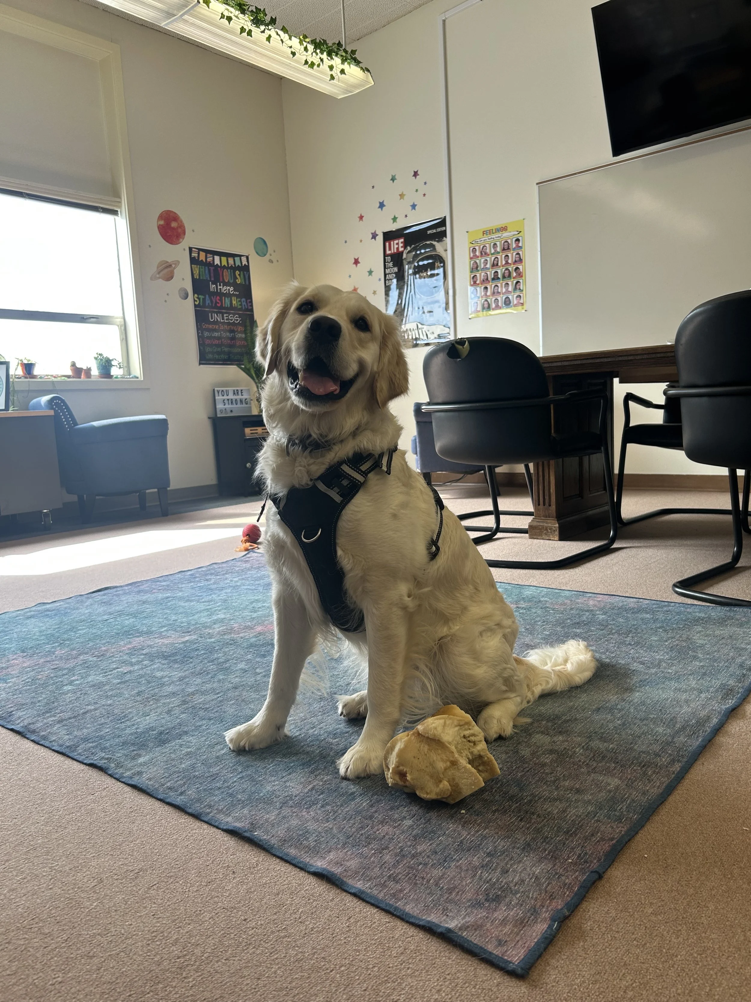 A happy golden retriever dog sitting on a multicolored rug in a room with space-themed decorations on the wall, including planets and stars, and a table with chairs. She is wearing a harness and has a toy or bone in front of it. Trillium at work!