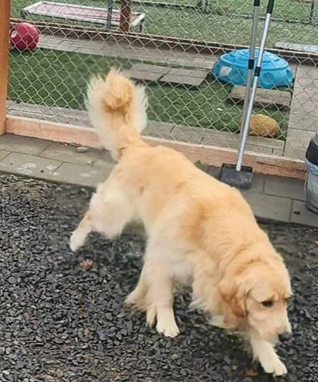 A golden retriever puppy exploring outdoors near a chain-link fence and various toys.
