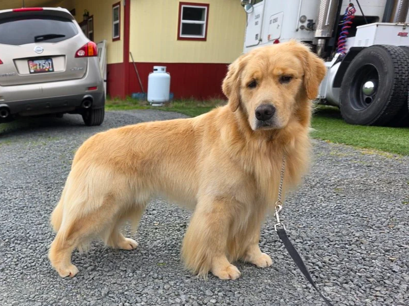 Golden retriever dog standing outdoors on gravel driveway near parked cars and a yellow building.