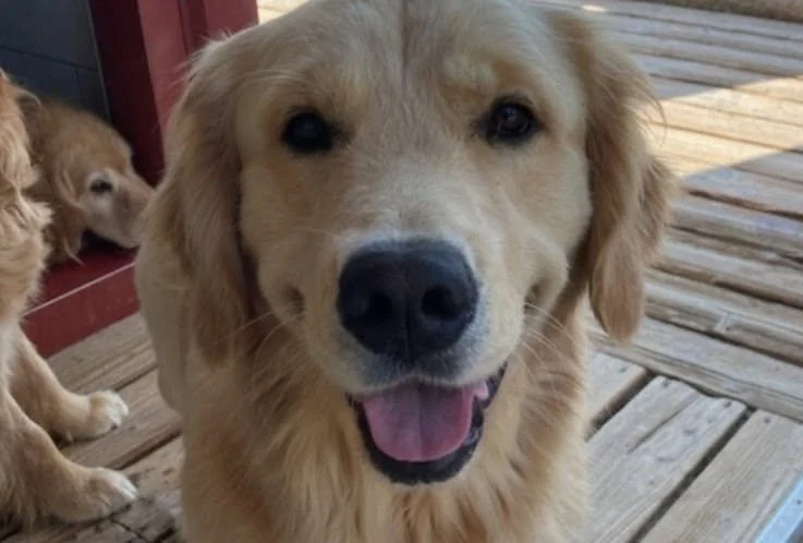 Happy golden retriever with open mouth and tongue showing, standing on wooden deck.