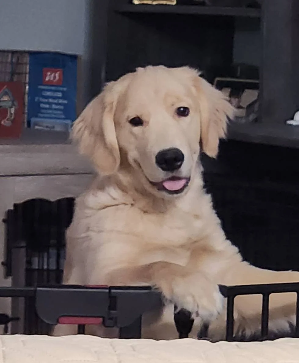 A happy golden retriever puppy with floppy ears and a tongue slightly sticking out, sitting behind a black metal pet gate indoors.