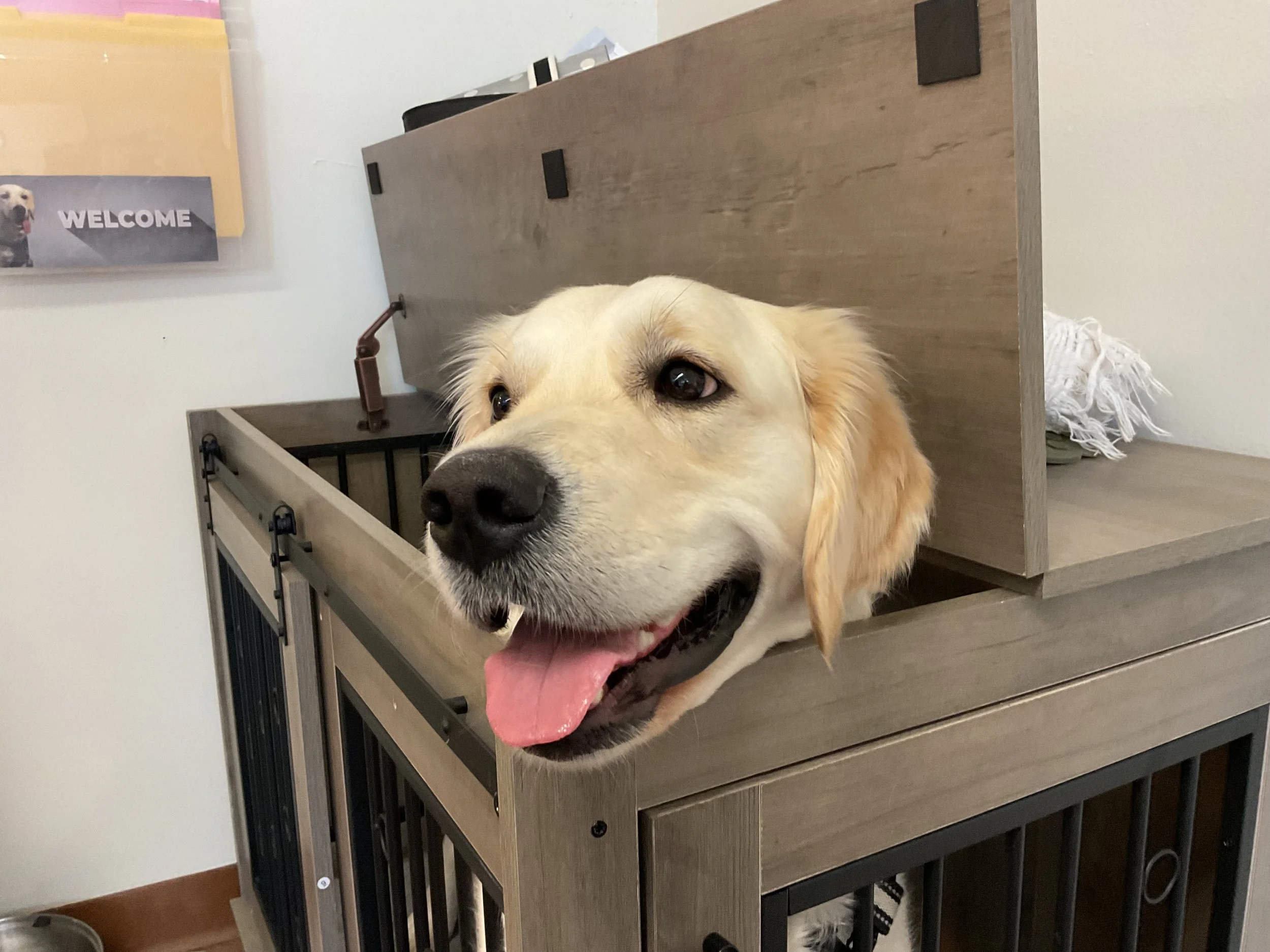 Close-up of a happy Golden Retriever dog with its tongue out, resting her head on the outside of her crate at school. This is her resting spot at work!