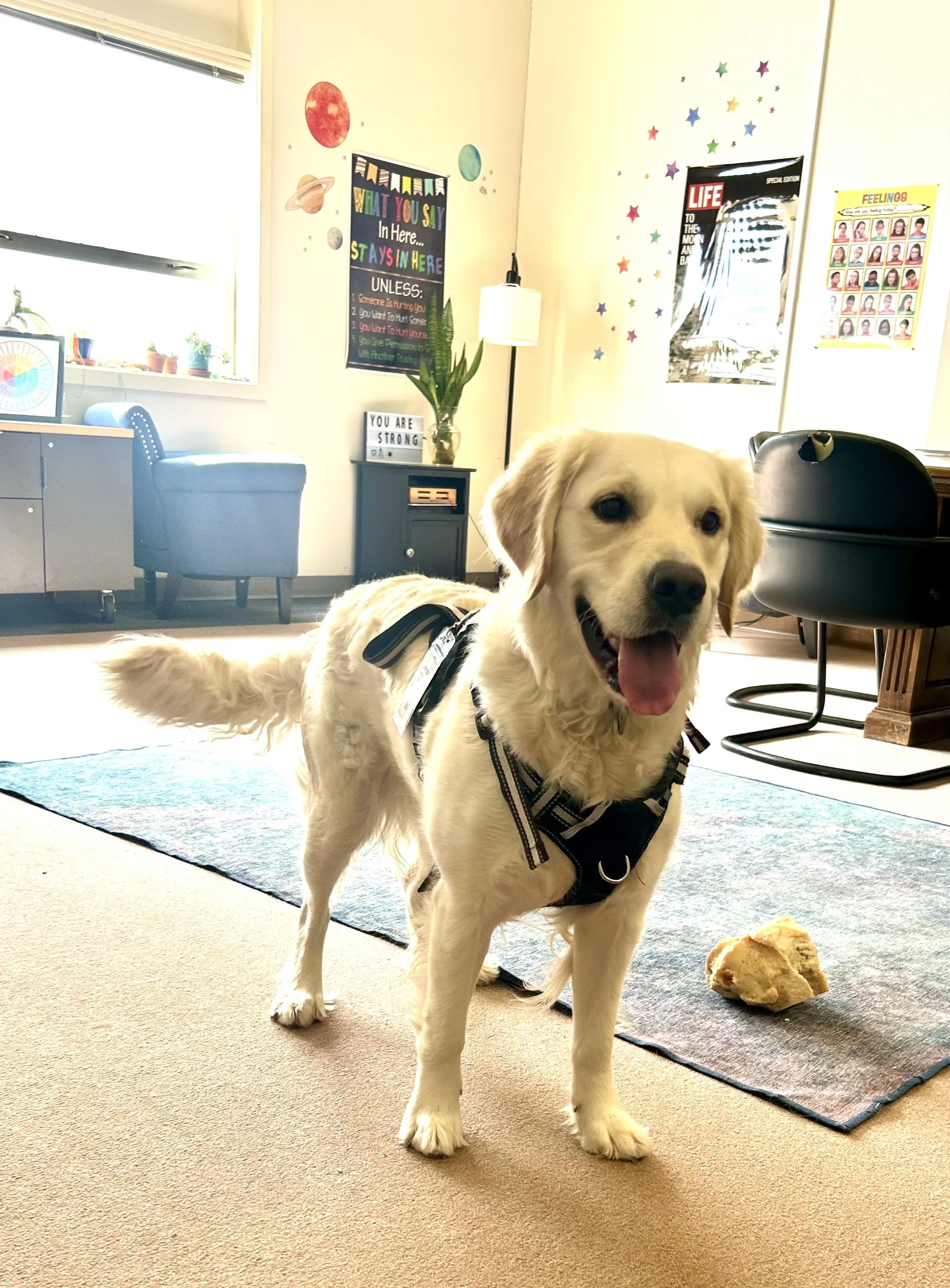 A happy golden retriever puppy wearing a harness stands on a carpeted floor with a large rock or piece of wood nearby. The background includes a blue armchair, a window with blinds, a small table with a plant, and colorful wall decorations and posters