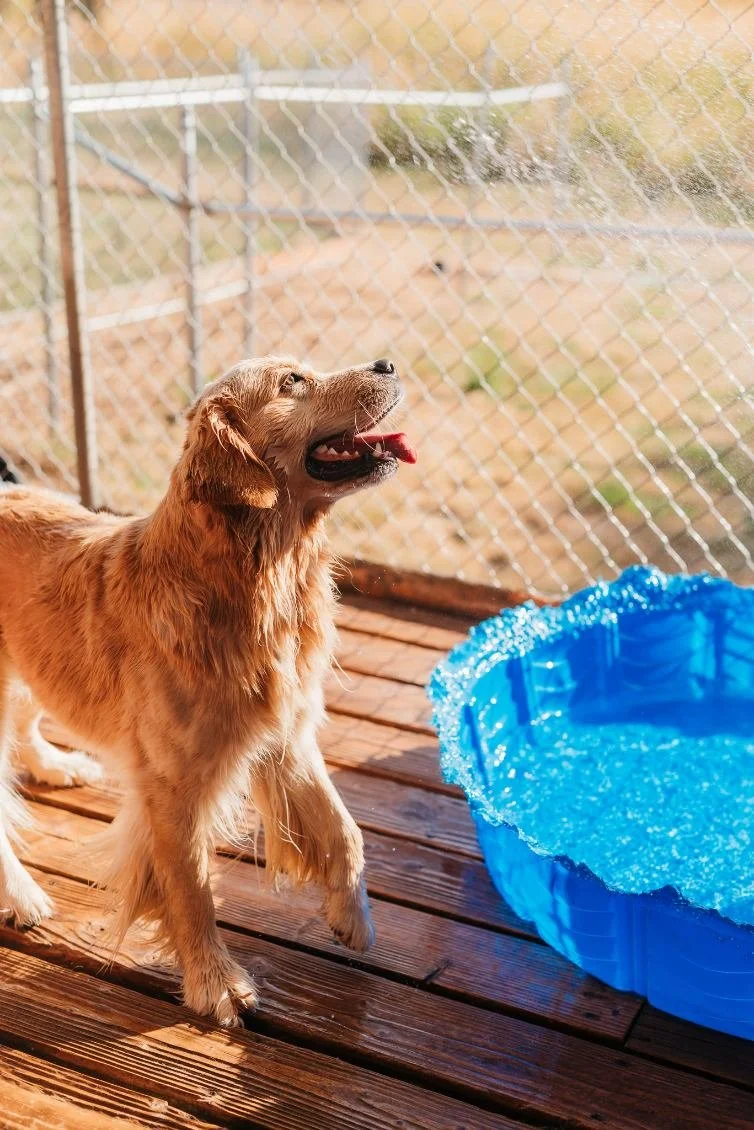Golden retriever puppy standing on wooden deck next to a small blue plastic pool with water, outdoors with chain-link fence and grassy area in the background.