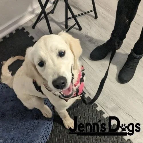 Adorable puppy with a happy expression sitting on a mat, near a person and a chair.
Trillium completing her training for her Canine Good Citizen title.