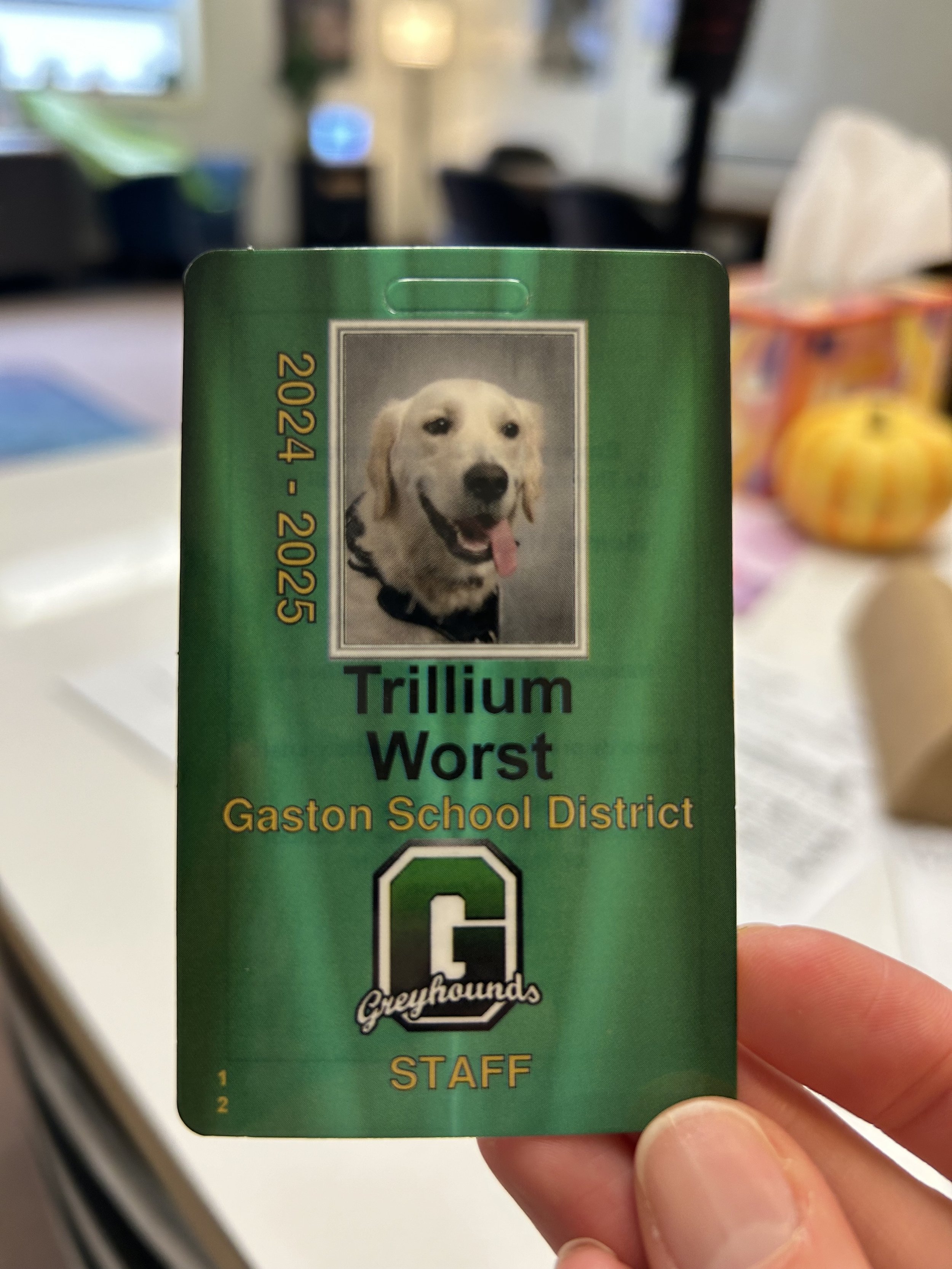 Close-up of a green school district staff badge with a photo of a yellow Golden retriever dog, labeled 'Trillium Worst, Gaston School District, Staff'.