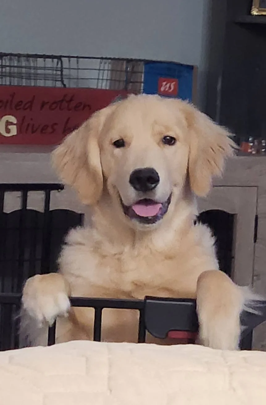 A happy golden retriever puppy standing with its front paws on a table, looking directly at the camera with its tongue slightly out.