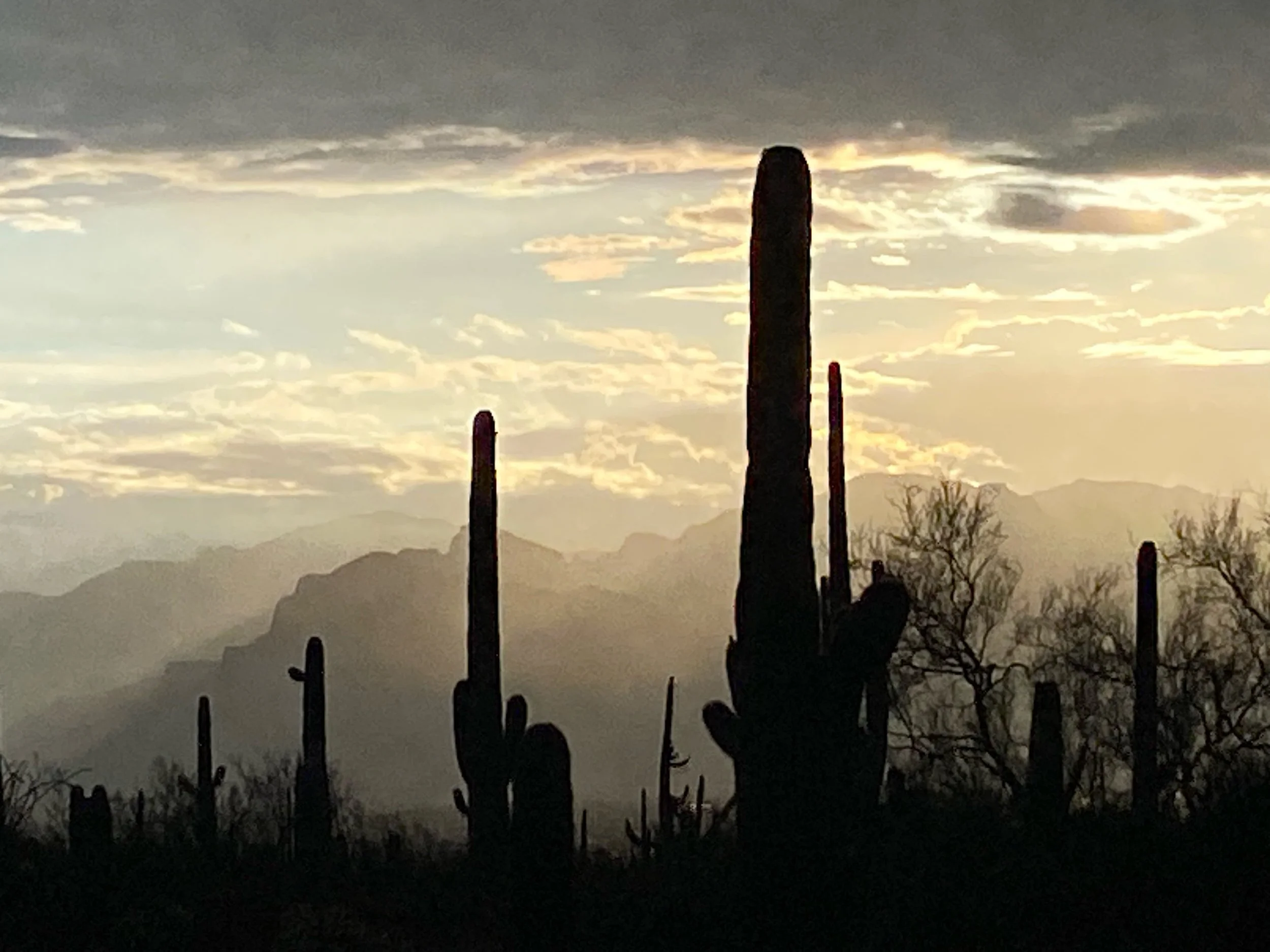 Dawn, Sonoran Desert #heavenathomeintucson