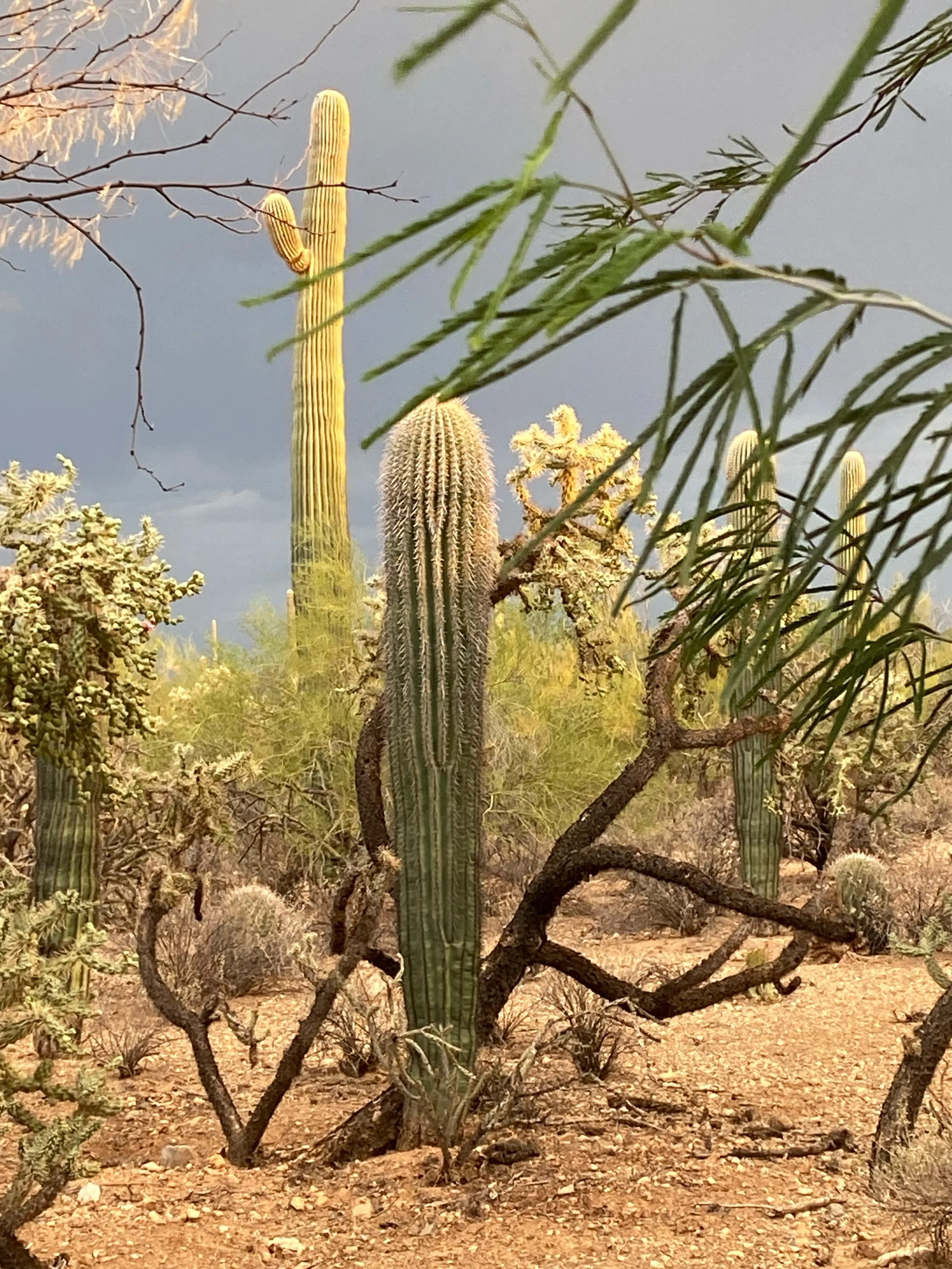 The winds pick late afternoon, clouds roll in, and we hope for rain #heavenathomeintucson