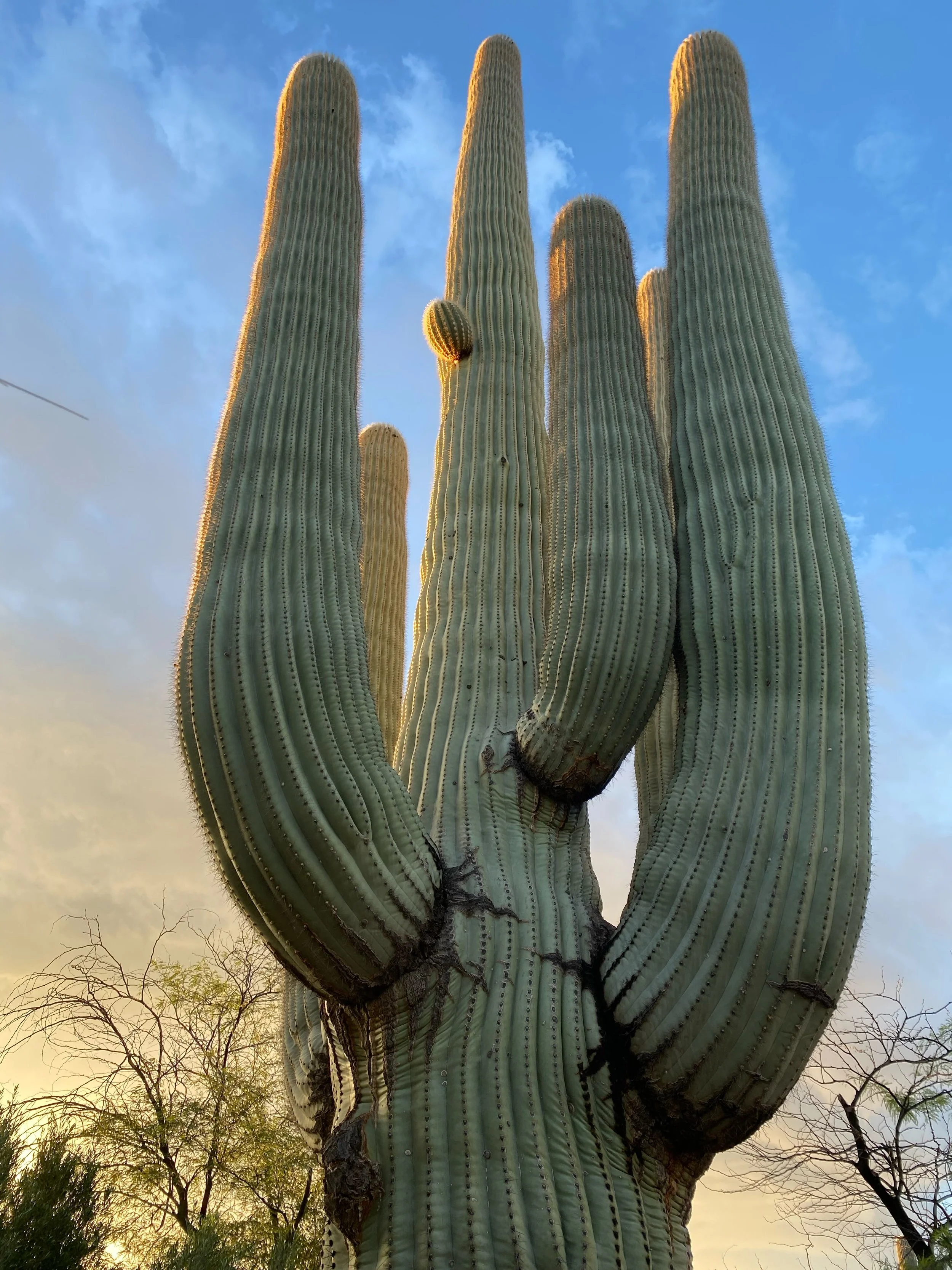 After thirty years living with this grad old beast of a Giant Saguaro, seeing a young arm sprouting takes my breath away. Both views taken about 18 hours ago as the desert was awash in its first light:) excited to walk amidst the forest of Saguaros a