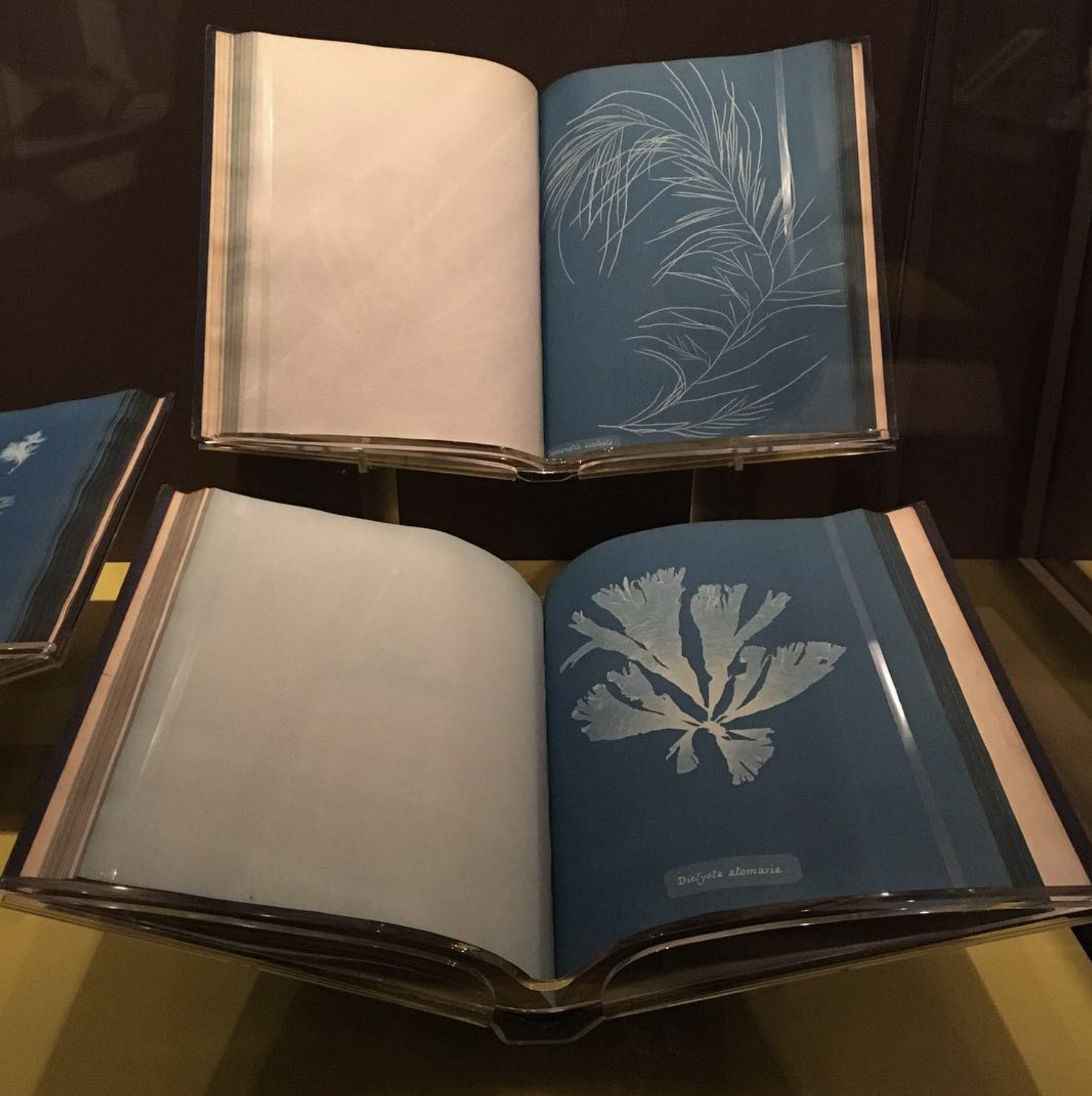 December 6, 2018 - 

On view at the New York Public Library through February 17, 2019❤️ From the NYPL website: “Anna Atkins (1799–1871) came of age in Victorian England, a fertile environment for learning and discovery. Guided by her father, a promin
