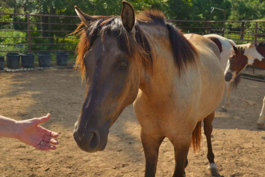 Black+Jack+Horse+%288%29.png