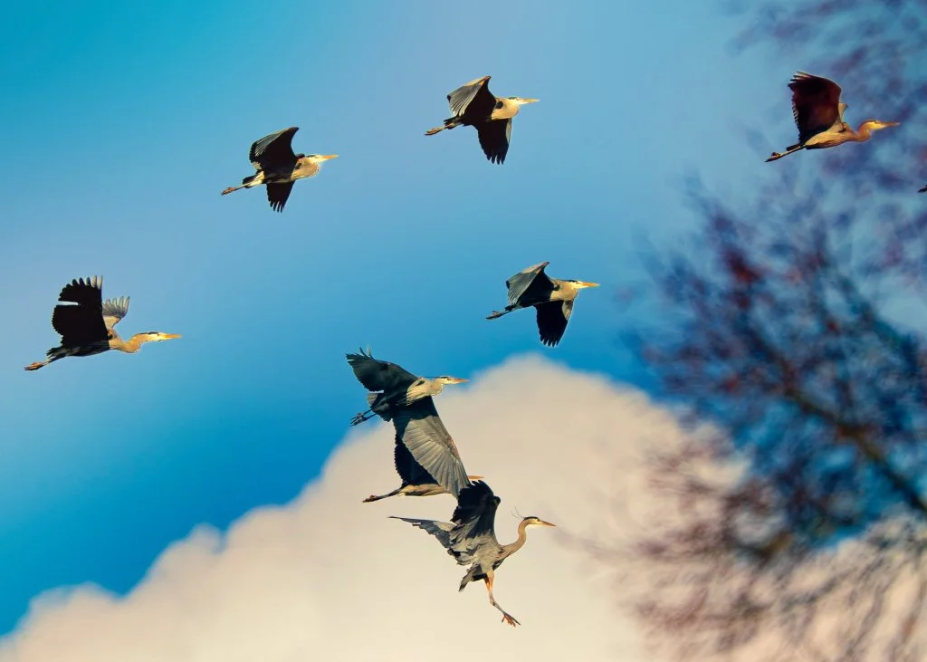 Into the Rookery