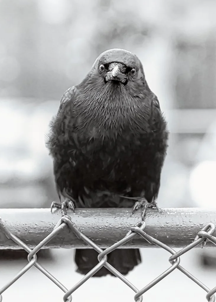 Crowmudgeon