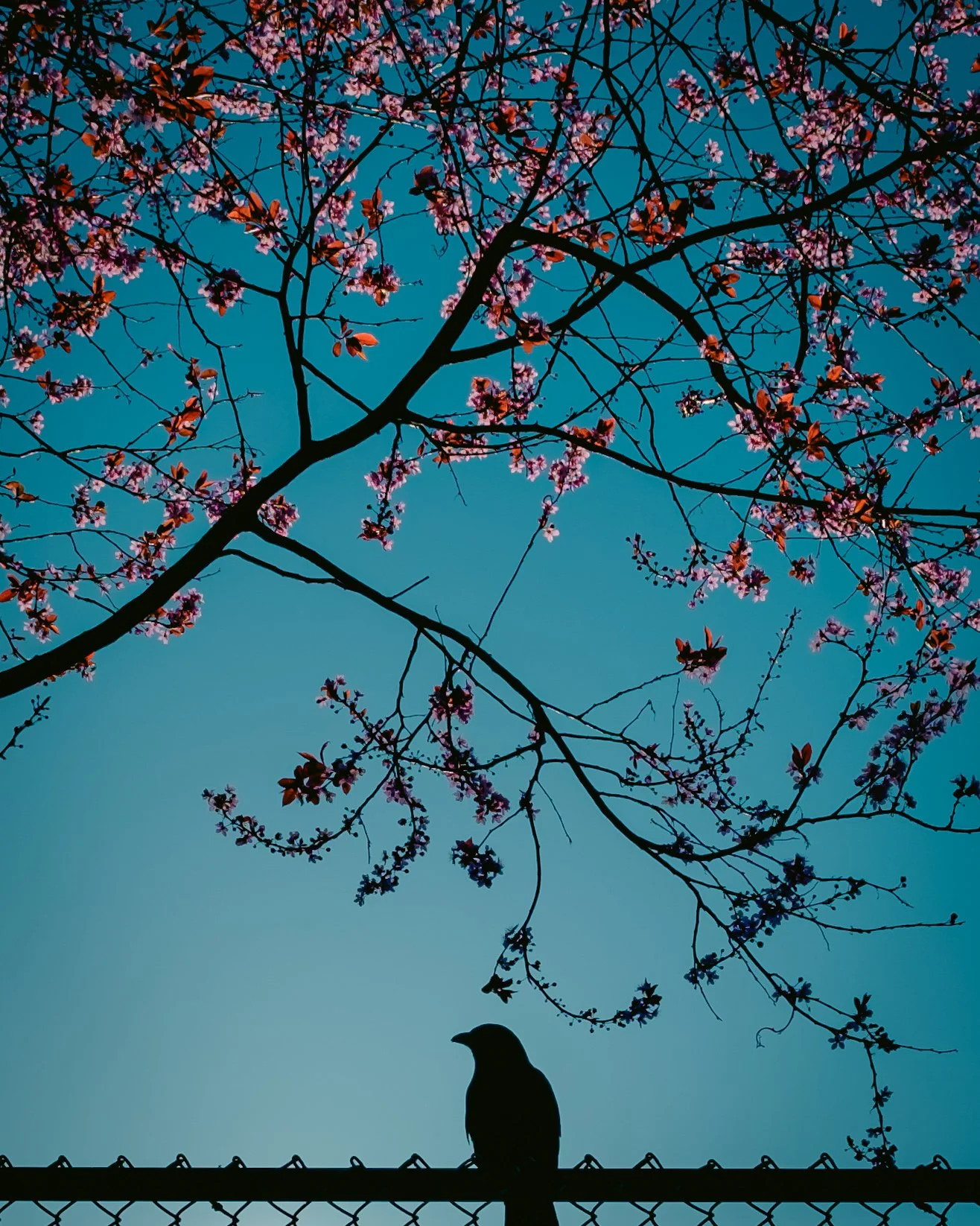 Sakura Sky Sage