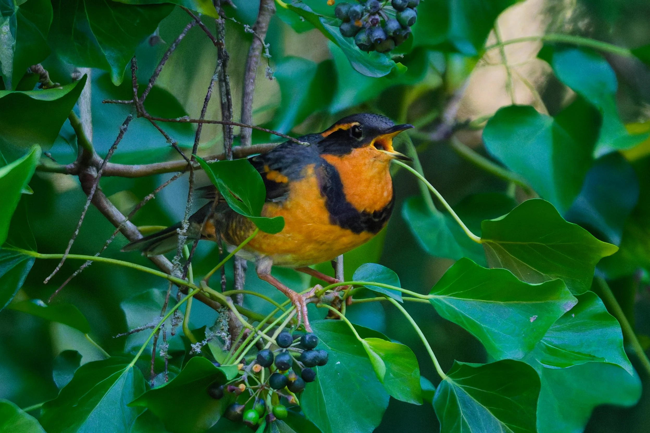 The Complex Feeder