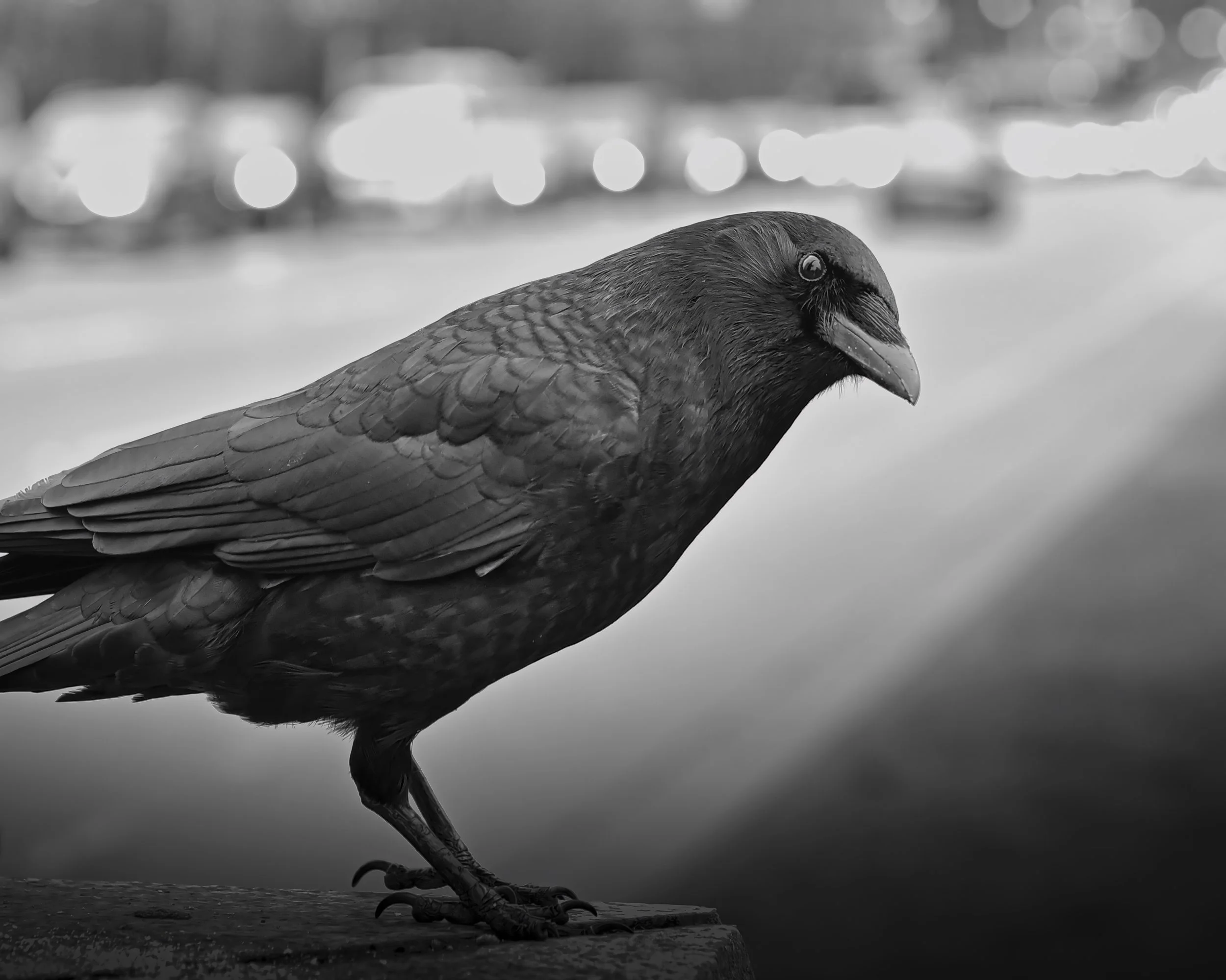 _DSC7963_upscale.JPEG