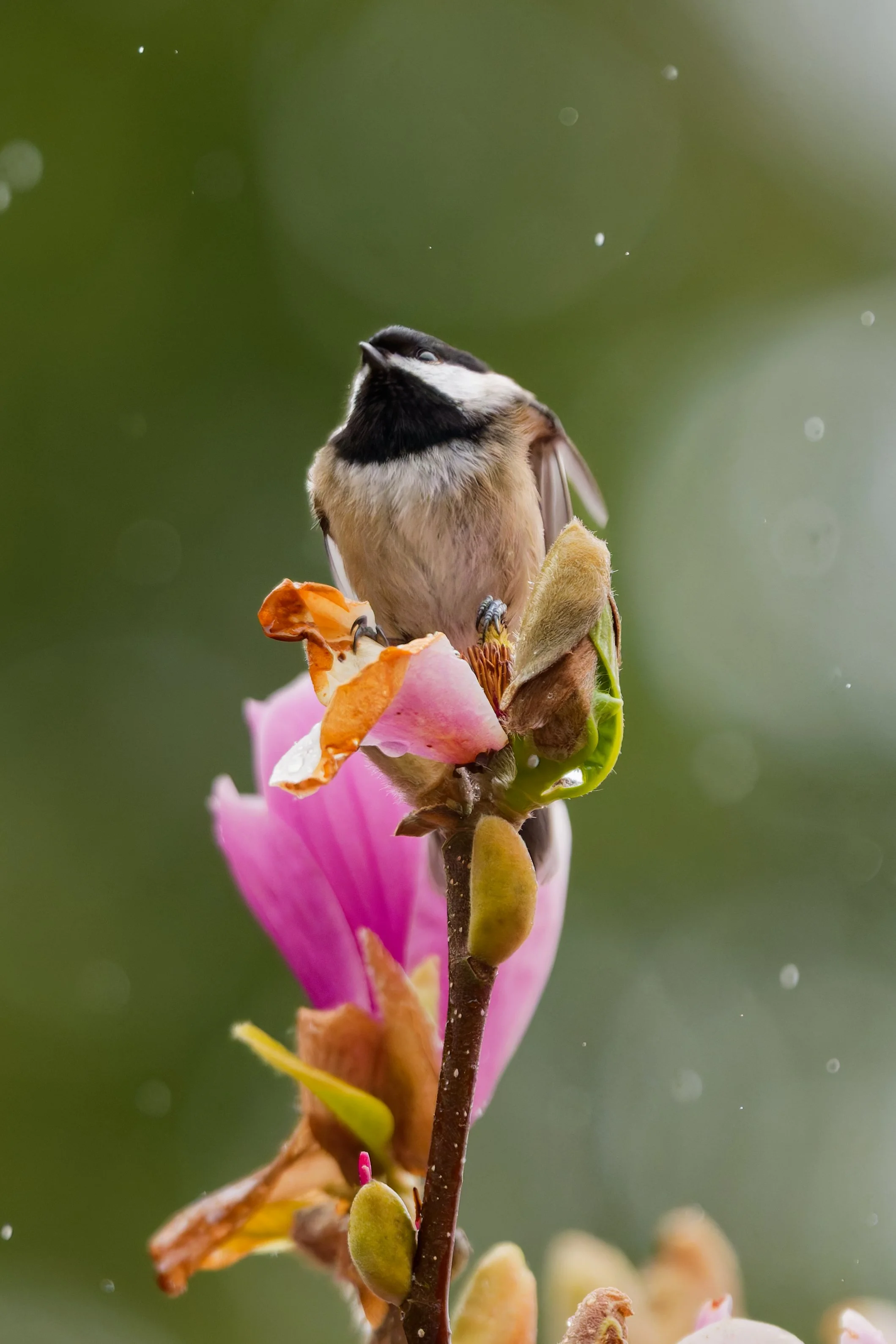 The Rain Listener