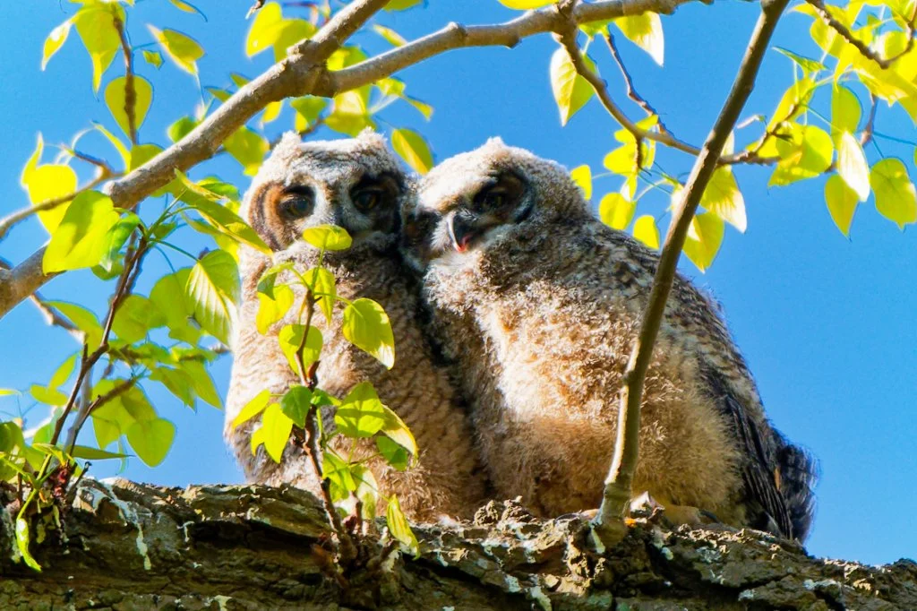 Twin Owlets