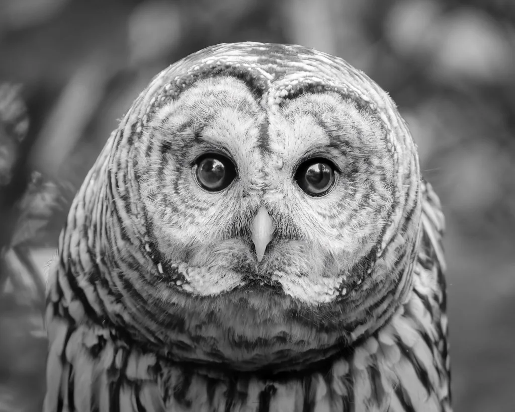 The Silent Watcher