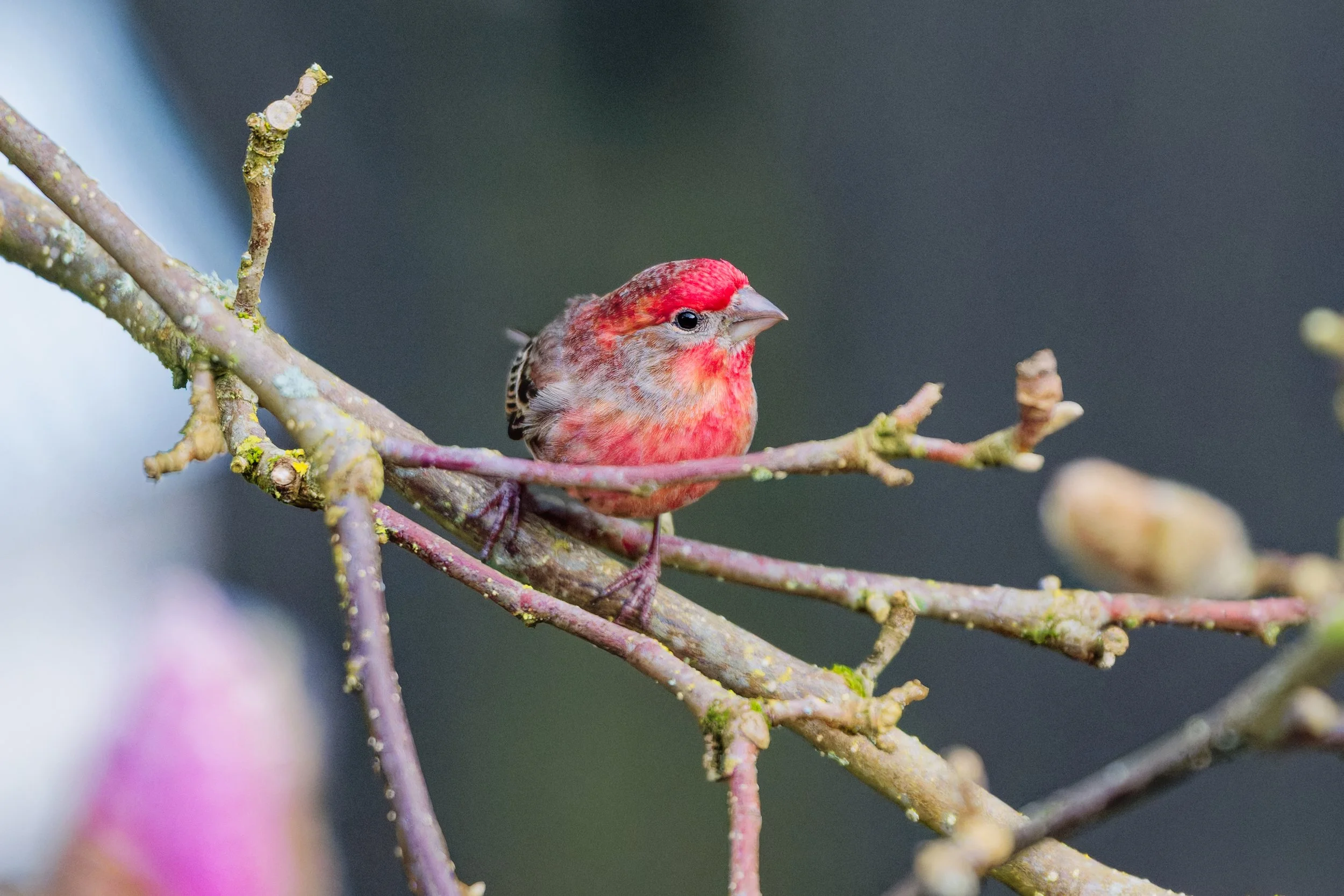 Harbinger in Red