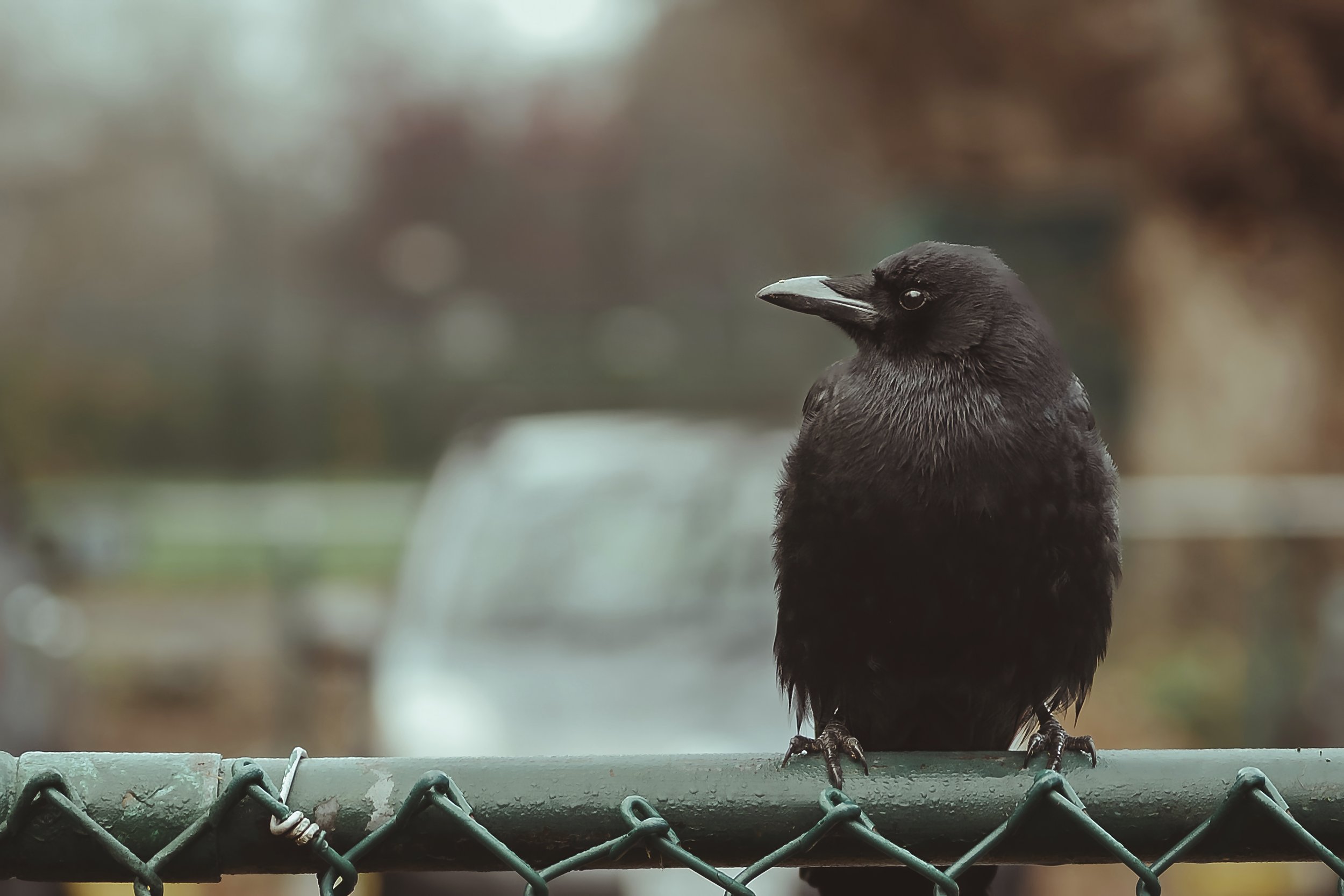 The Fence Sitter