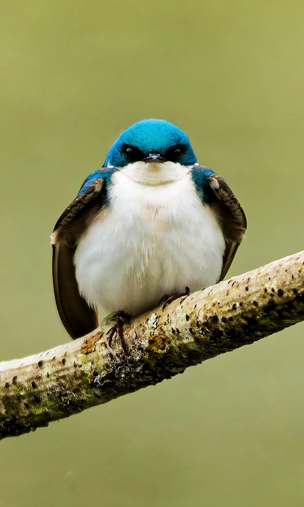 The Original Angry Bird