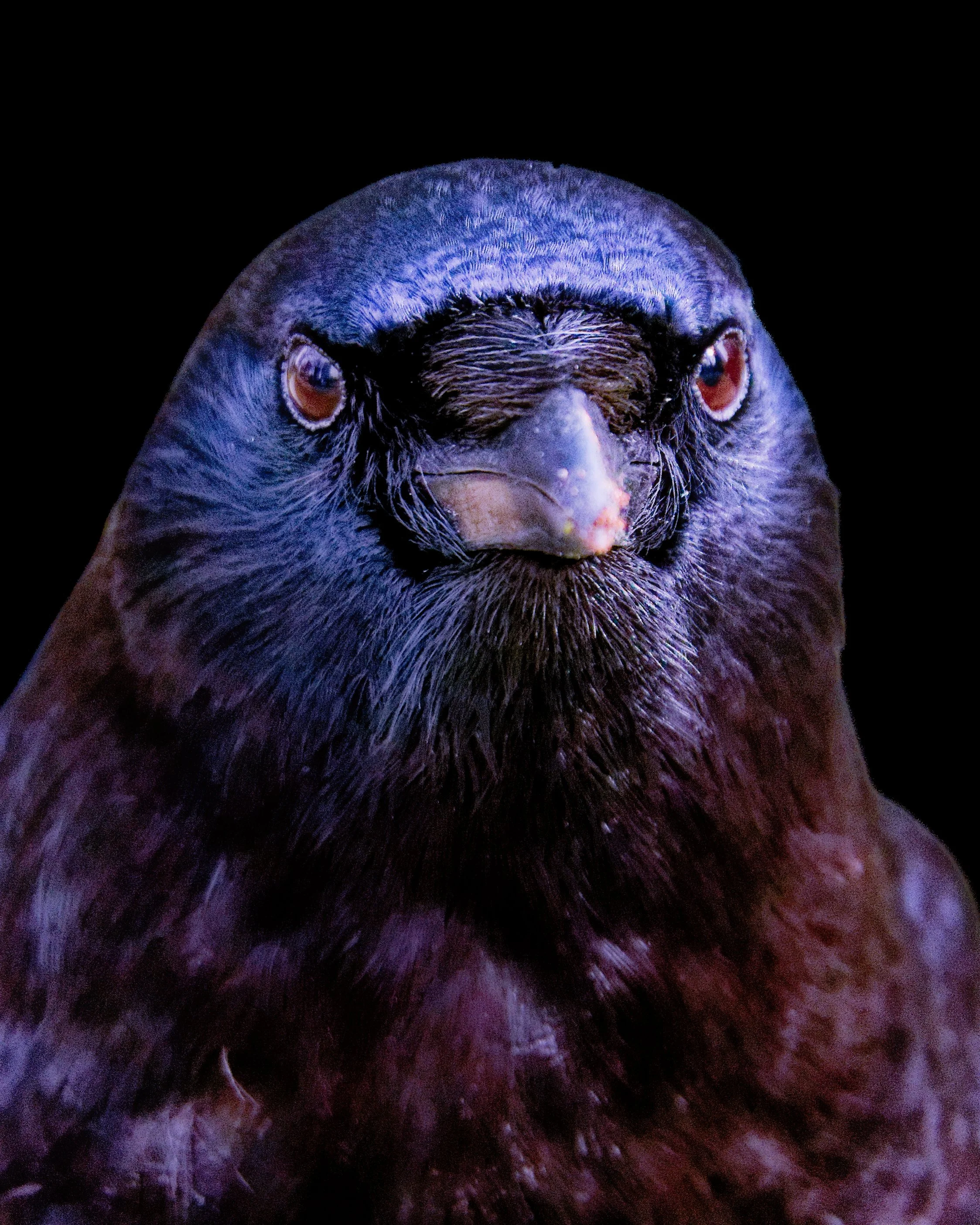 Lord of the Magnolia Roost