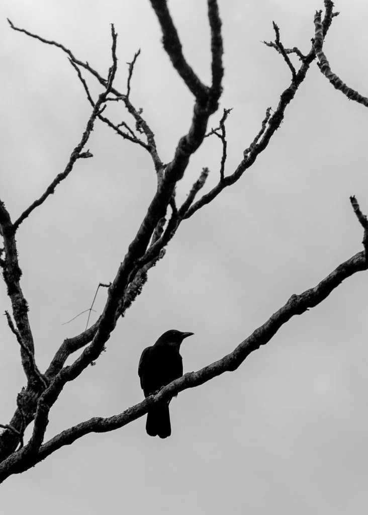 Familiar Silence