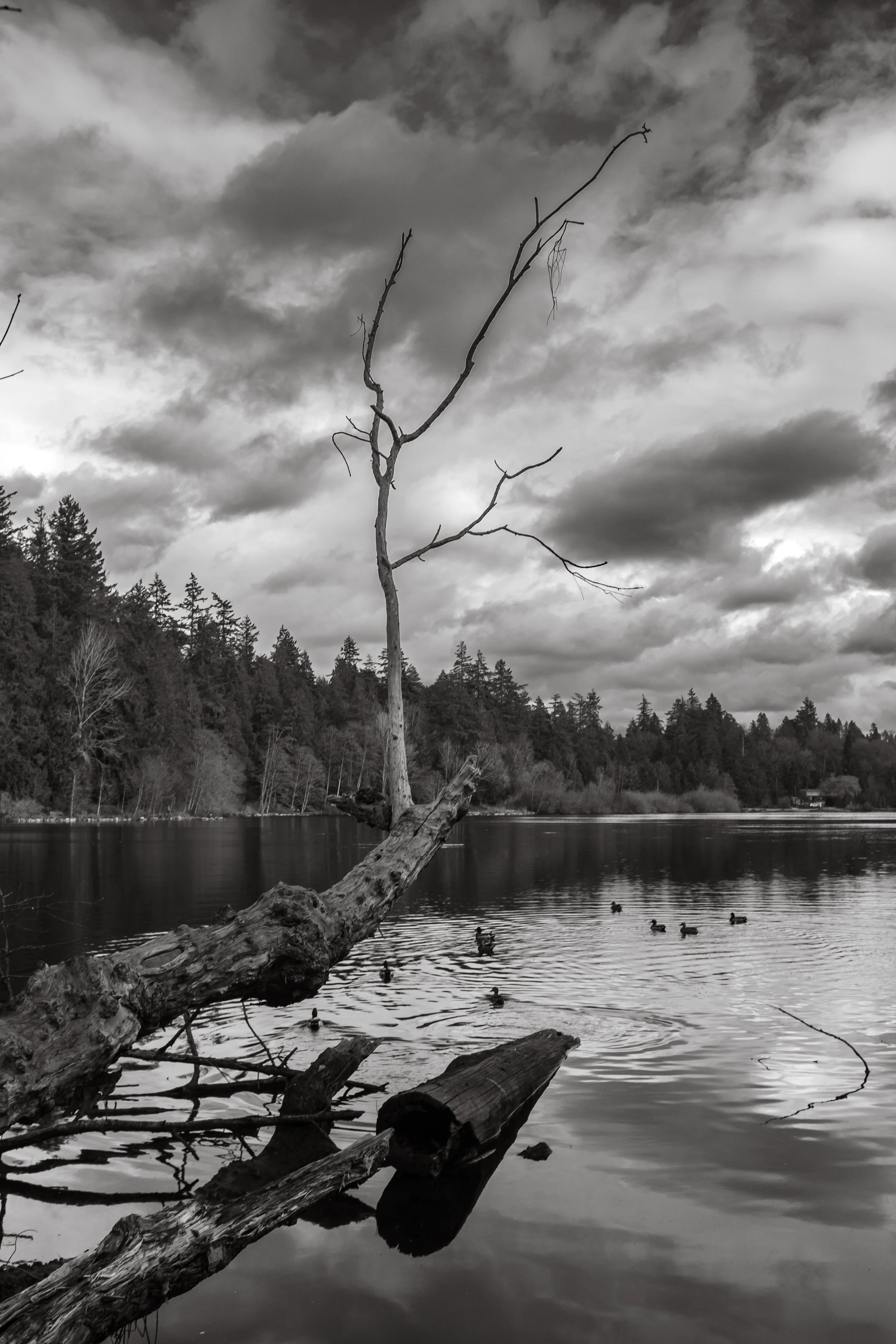 Lost Lagoon Study No. 1