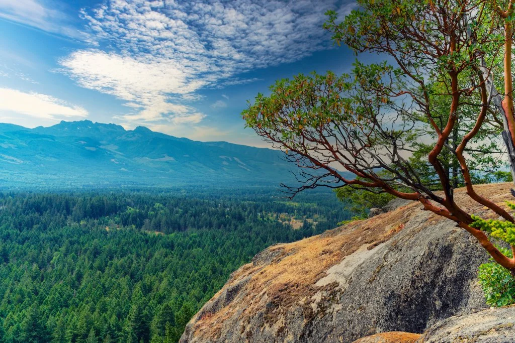 Arbutus on Little Mountain