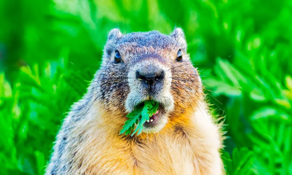 Marmot Says Eat Your Greens