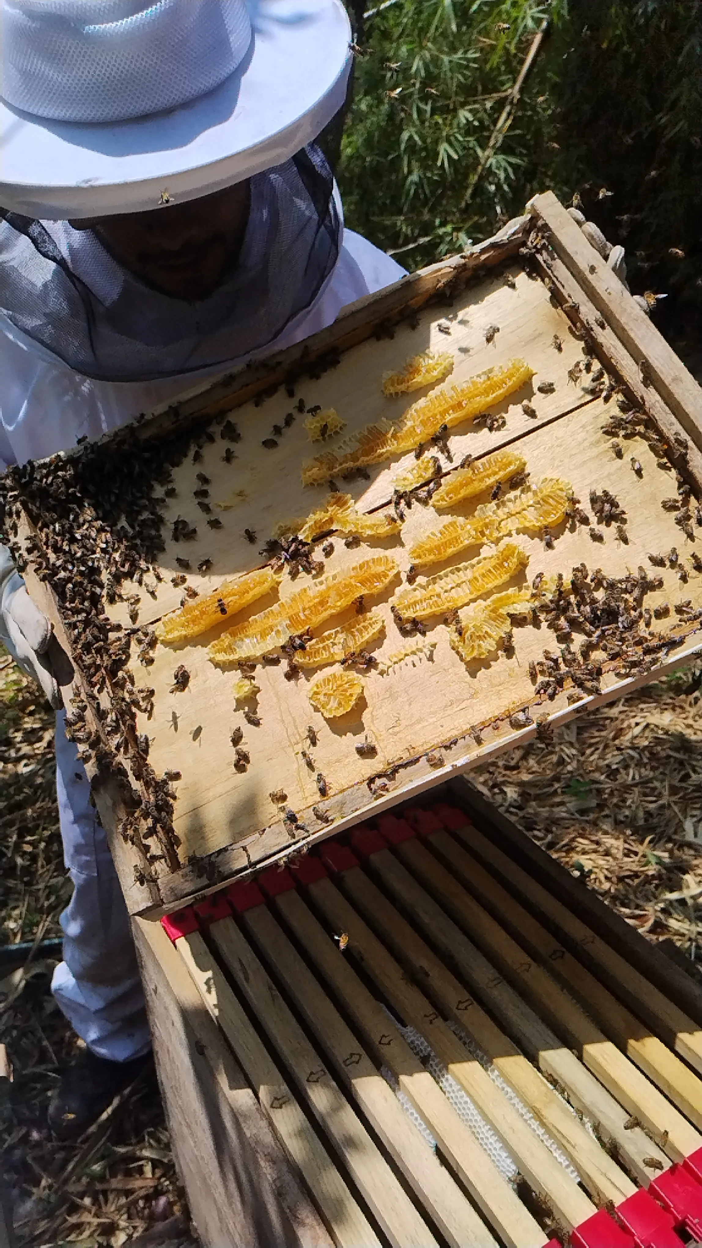 Ruta de la Miel Regenerativa (Honey Pathway)
