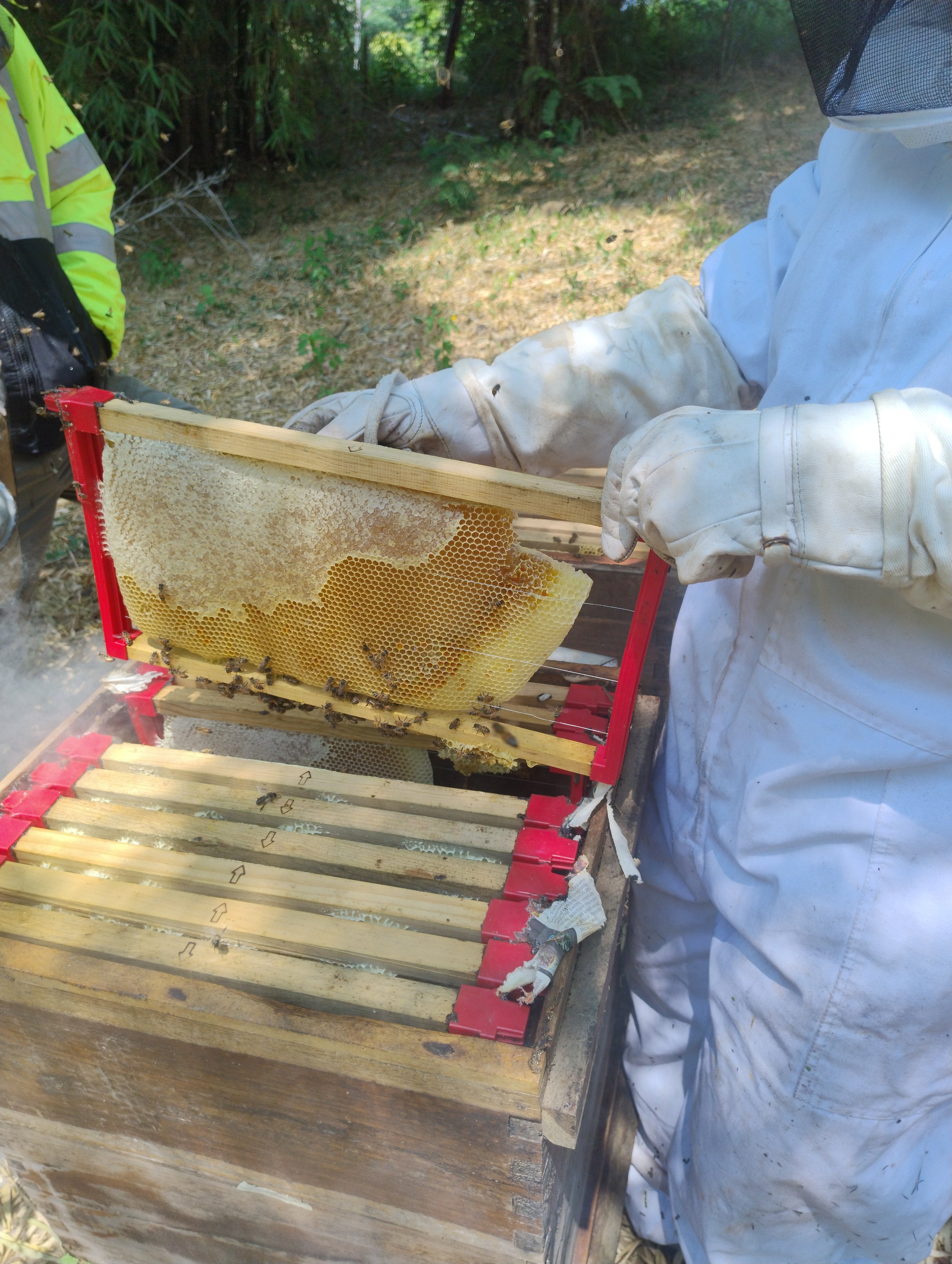 Persona en trajes de protección revisando una colmena de abejas en un entorno natural.