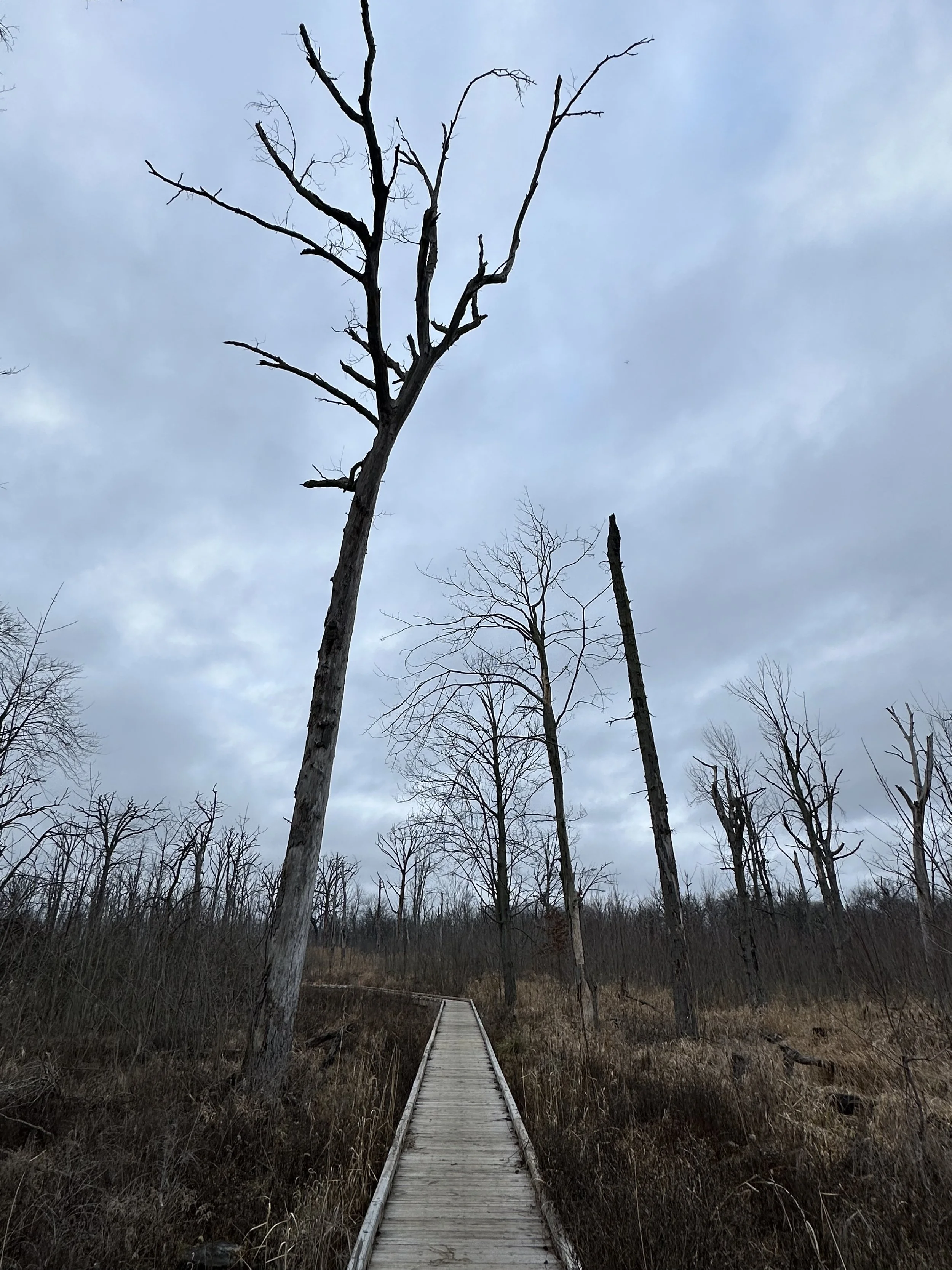 Belle Isle's Dead Forest, 2023.jpg