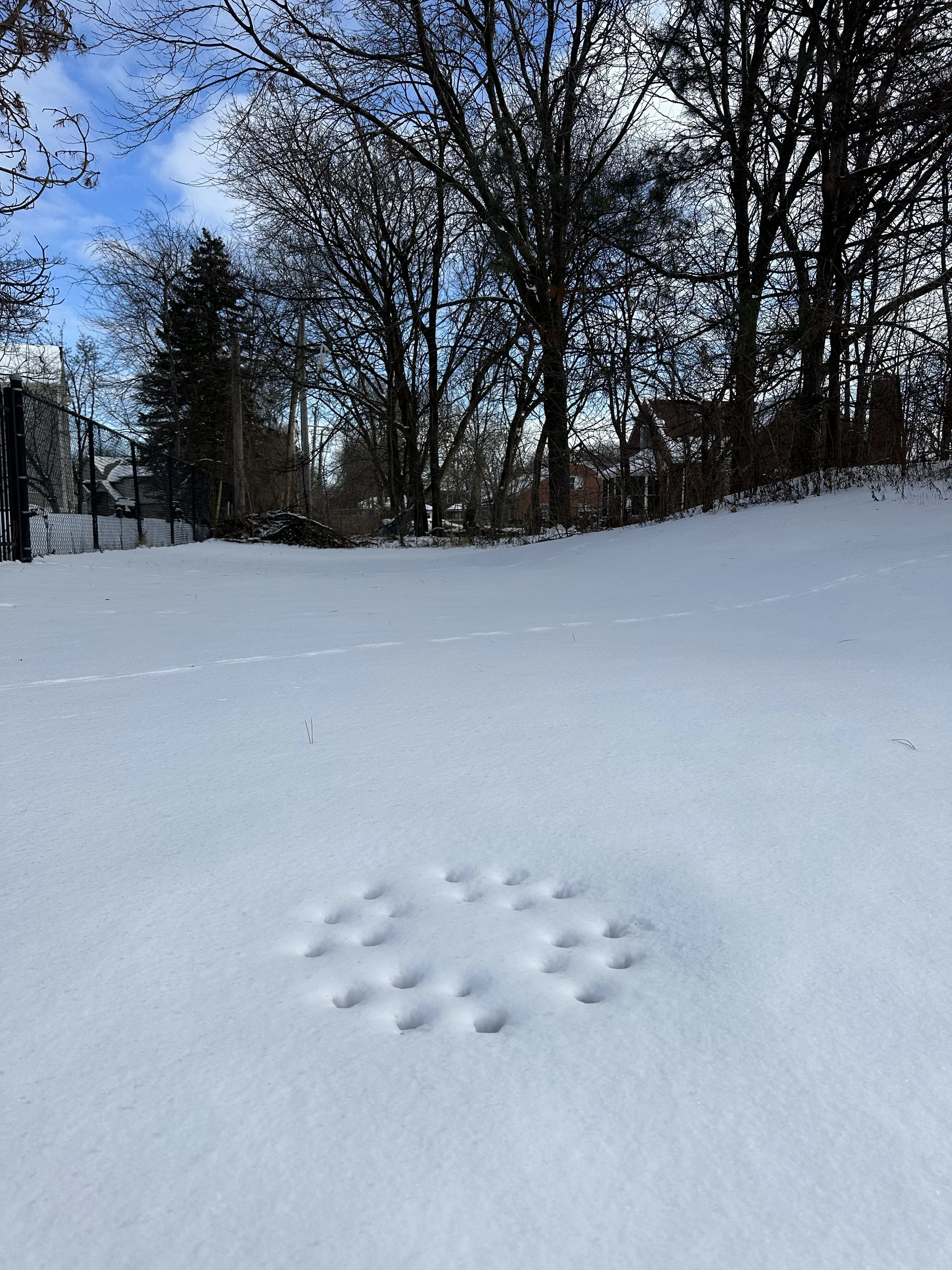 Lenox Snow Pattern, 2024.jpg