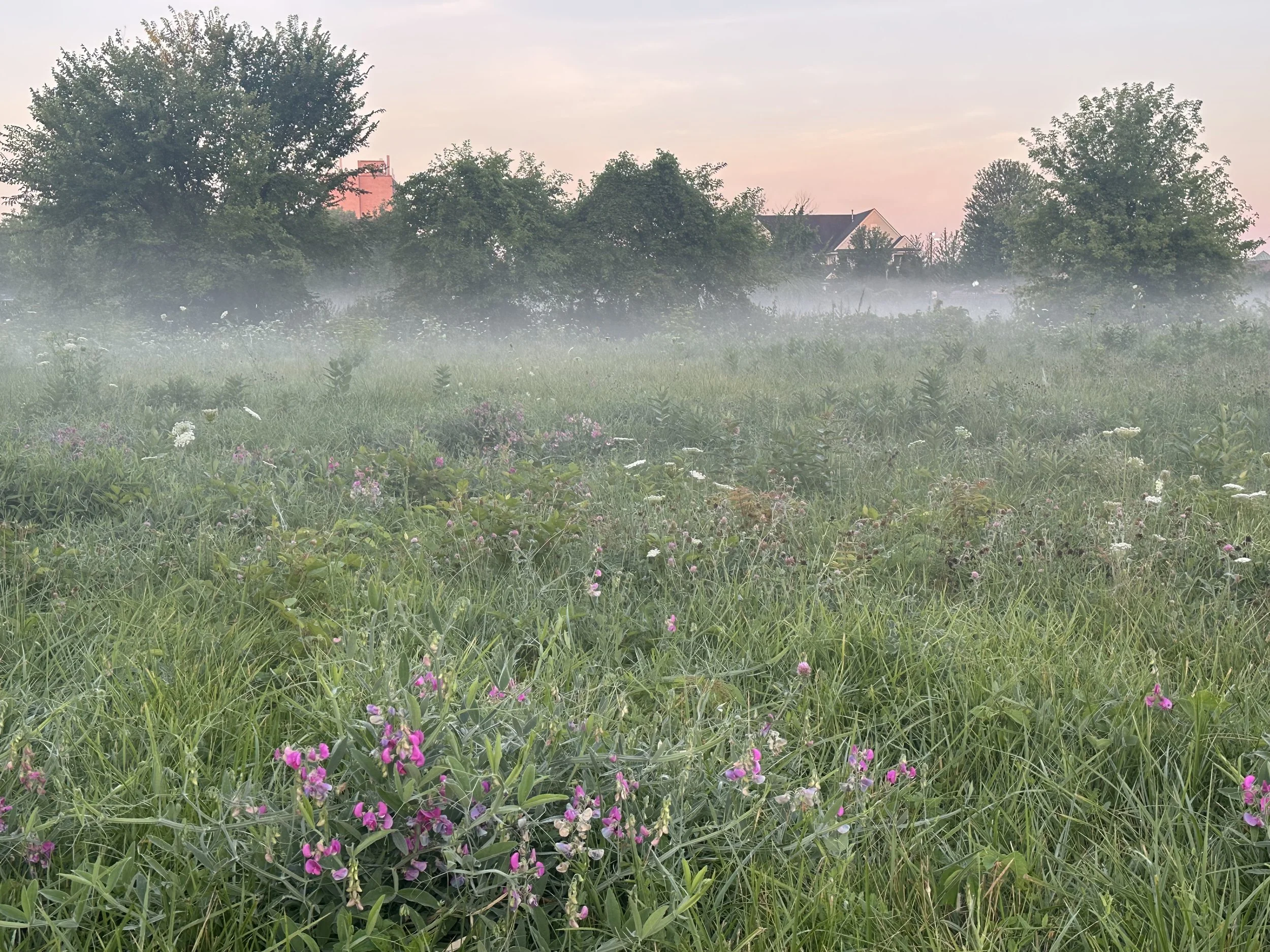Newport Field, Morning Fog, 2025.jpg