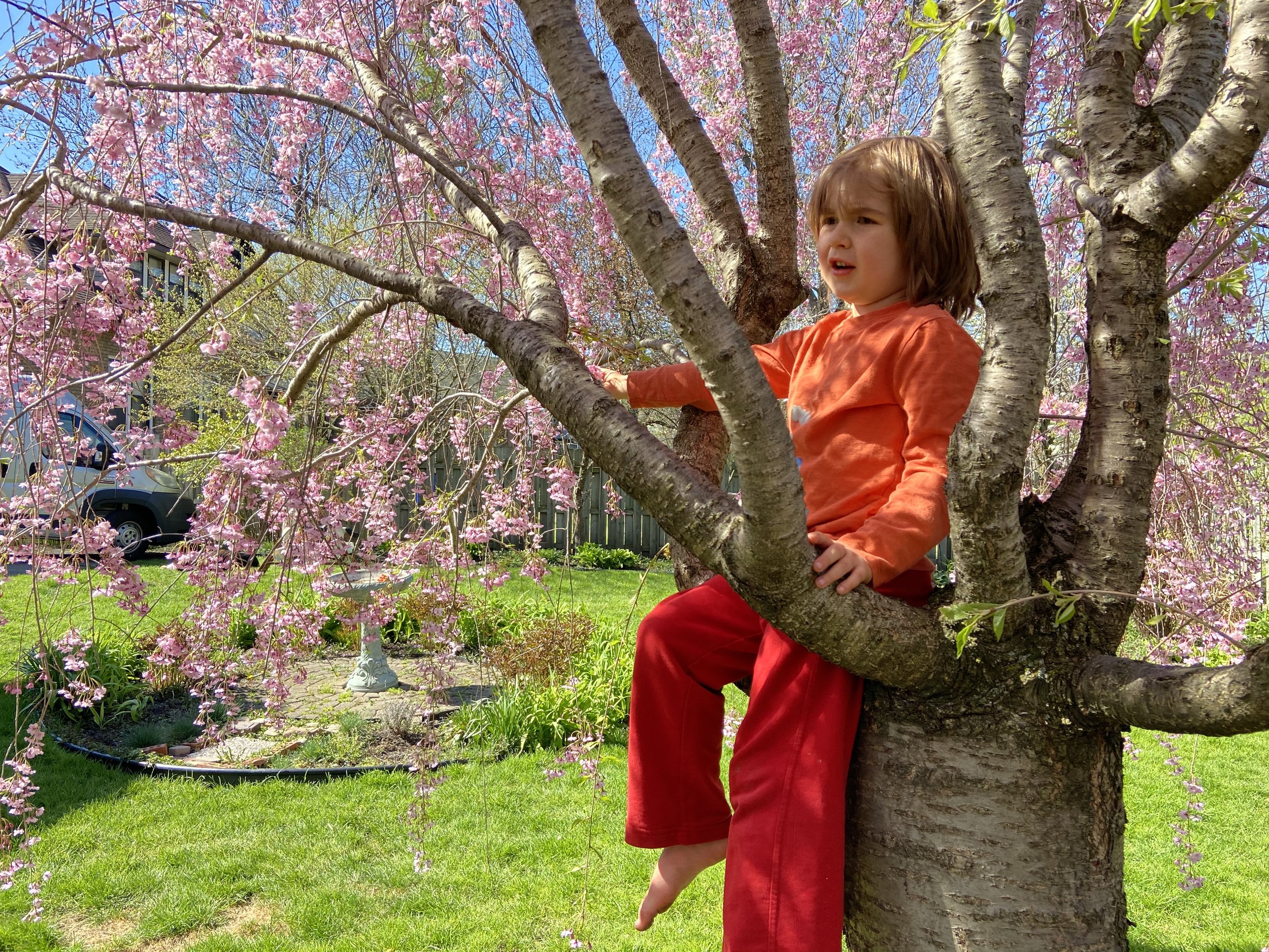 Forest in His Tree, 2020.jpg
