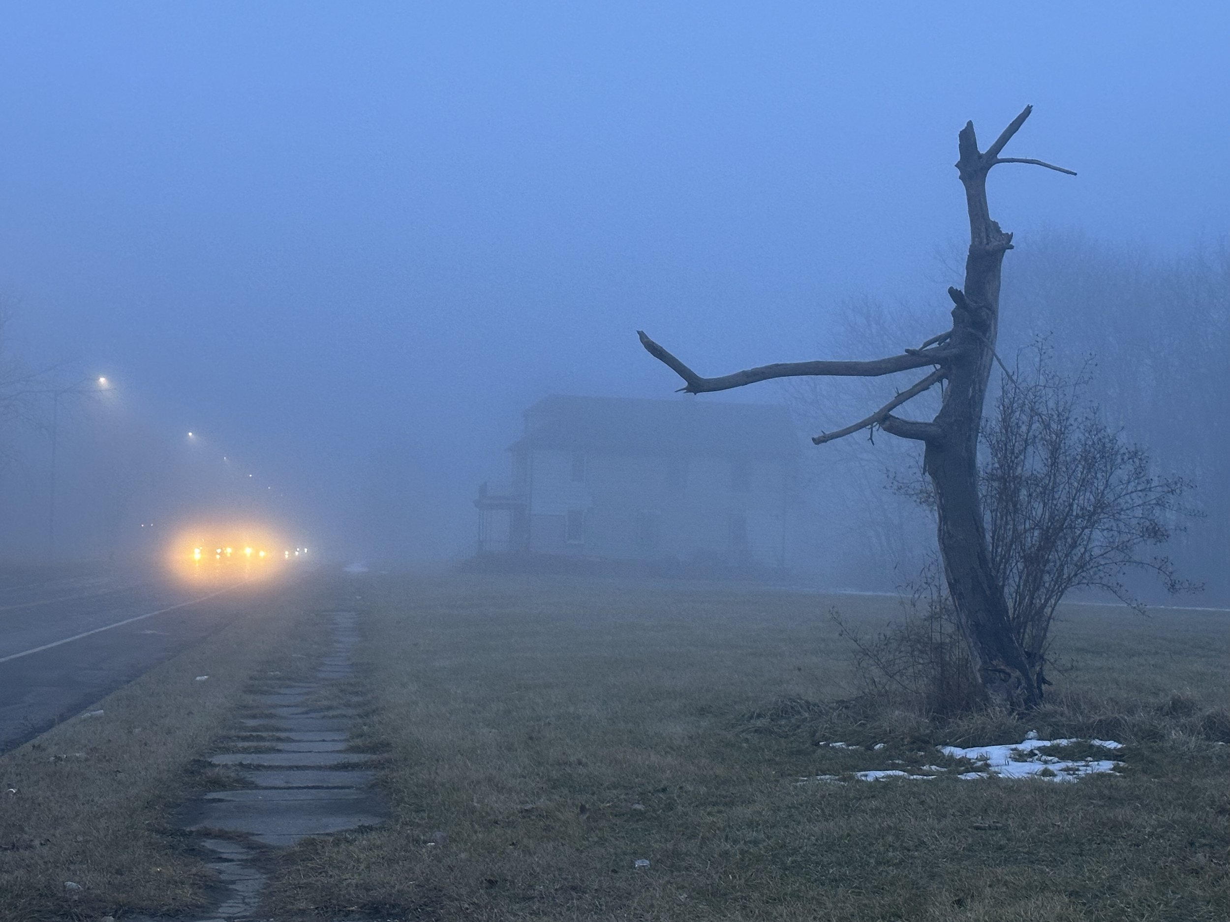 Wicked Chalmers Tree, 2026.jpg