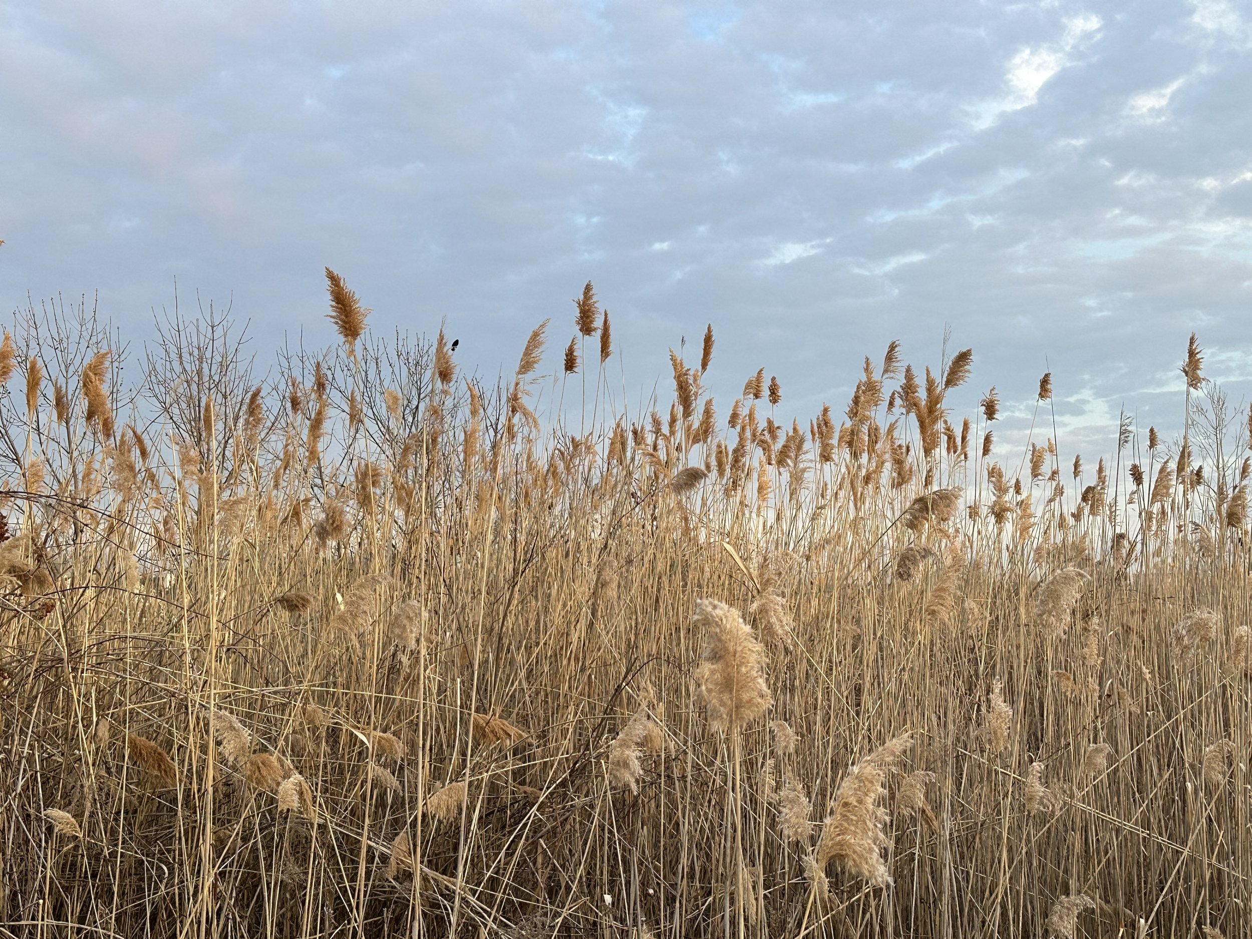 Lenox Cattails, 2023.jpg