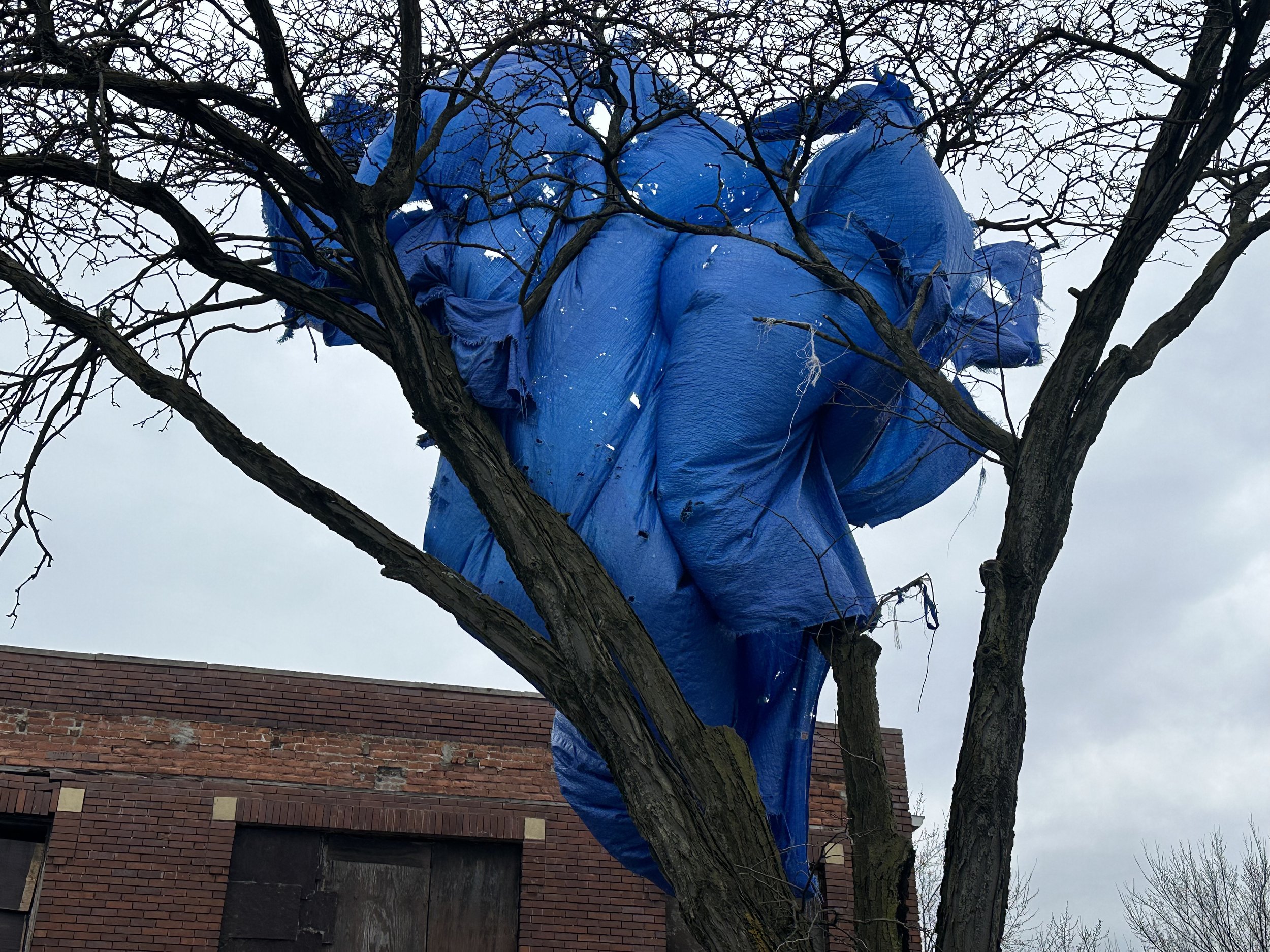 Tree Elephant, 2026.jpg