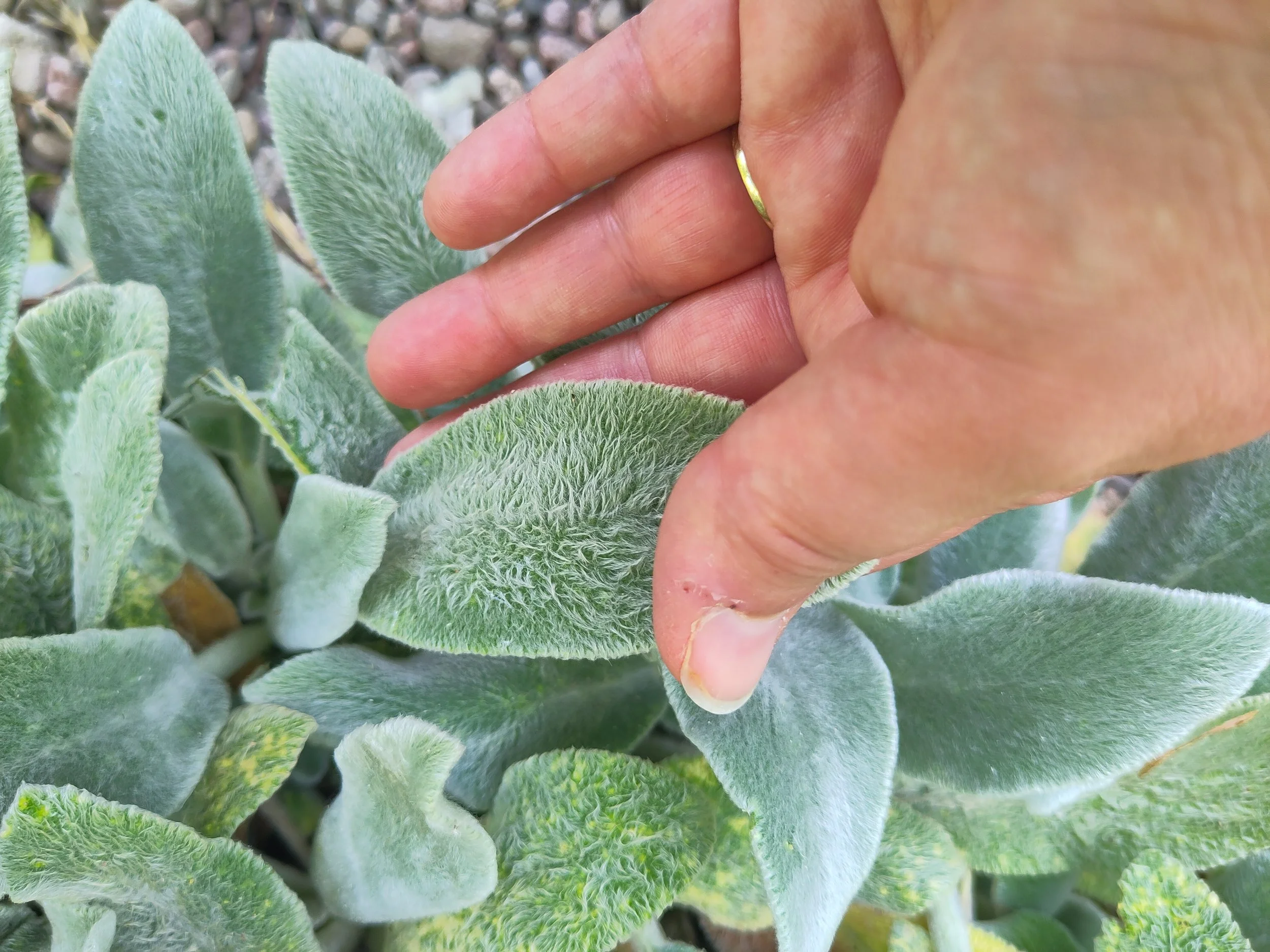 Close up photo of a hand stroking a a furry leafed plant