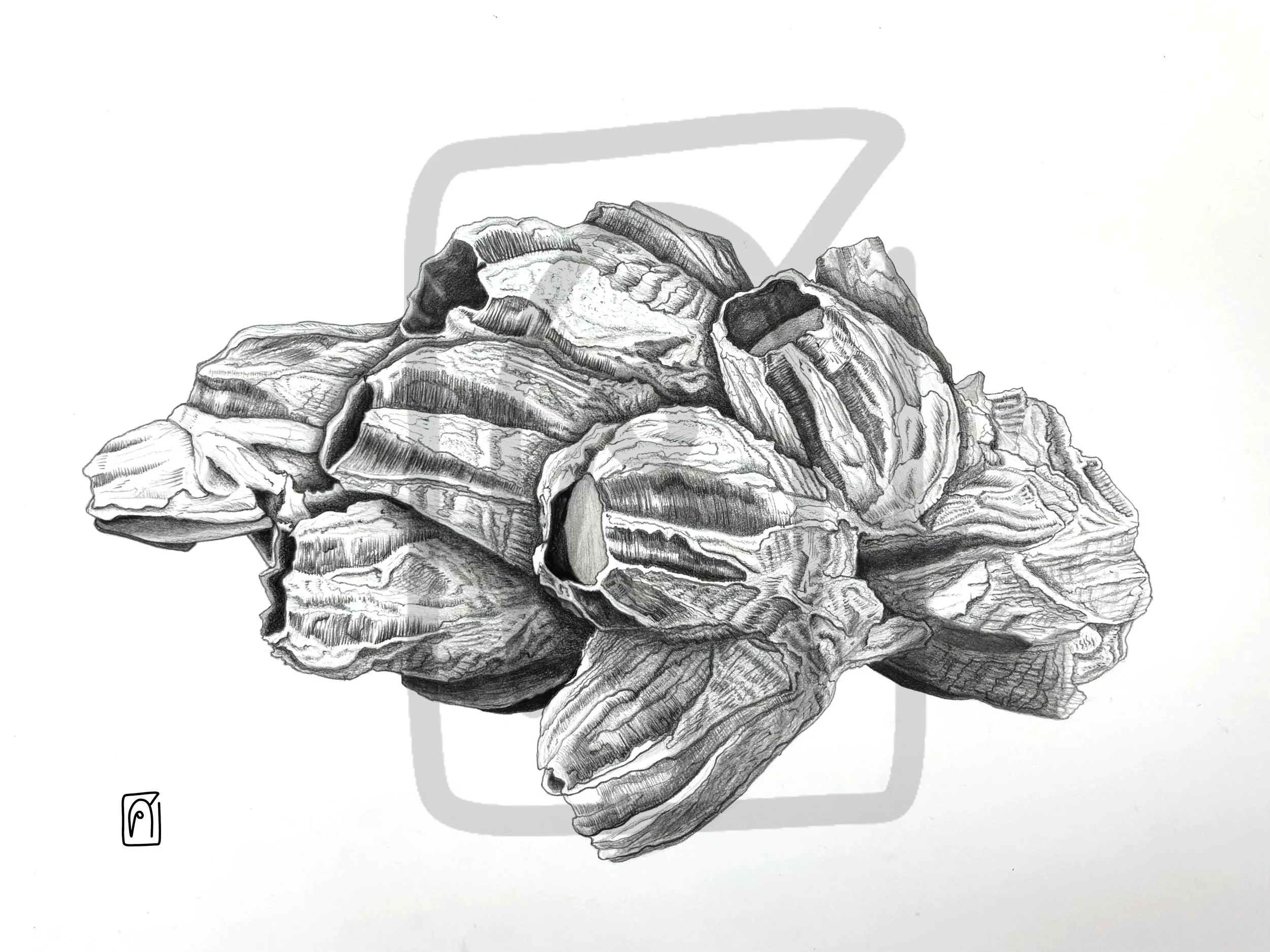 Barnacles, 2025, graphite