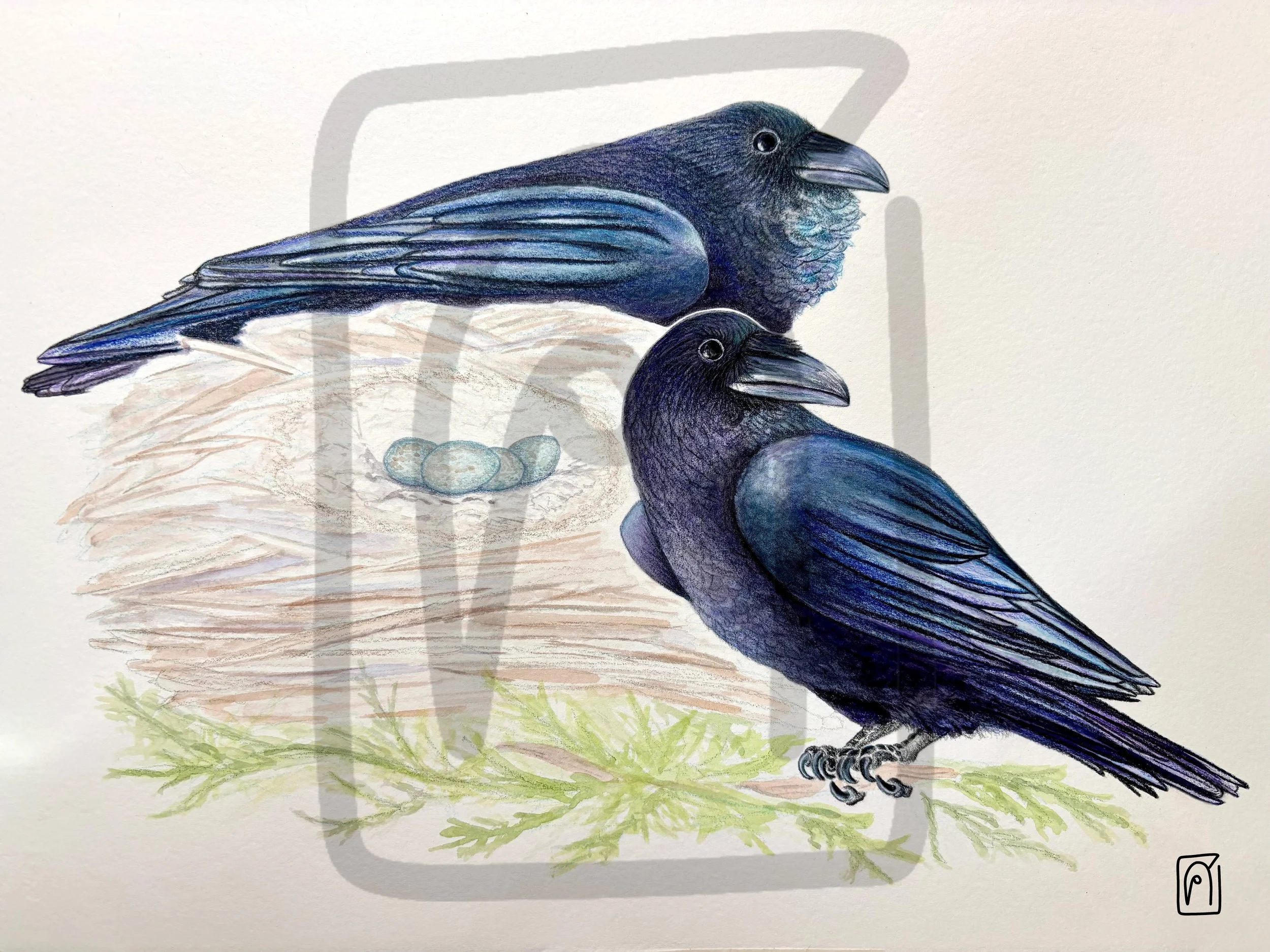 Nesting Ravens, 2026,
Watercolor and colored pencil