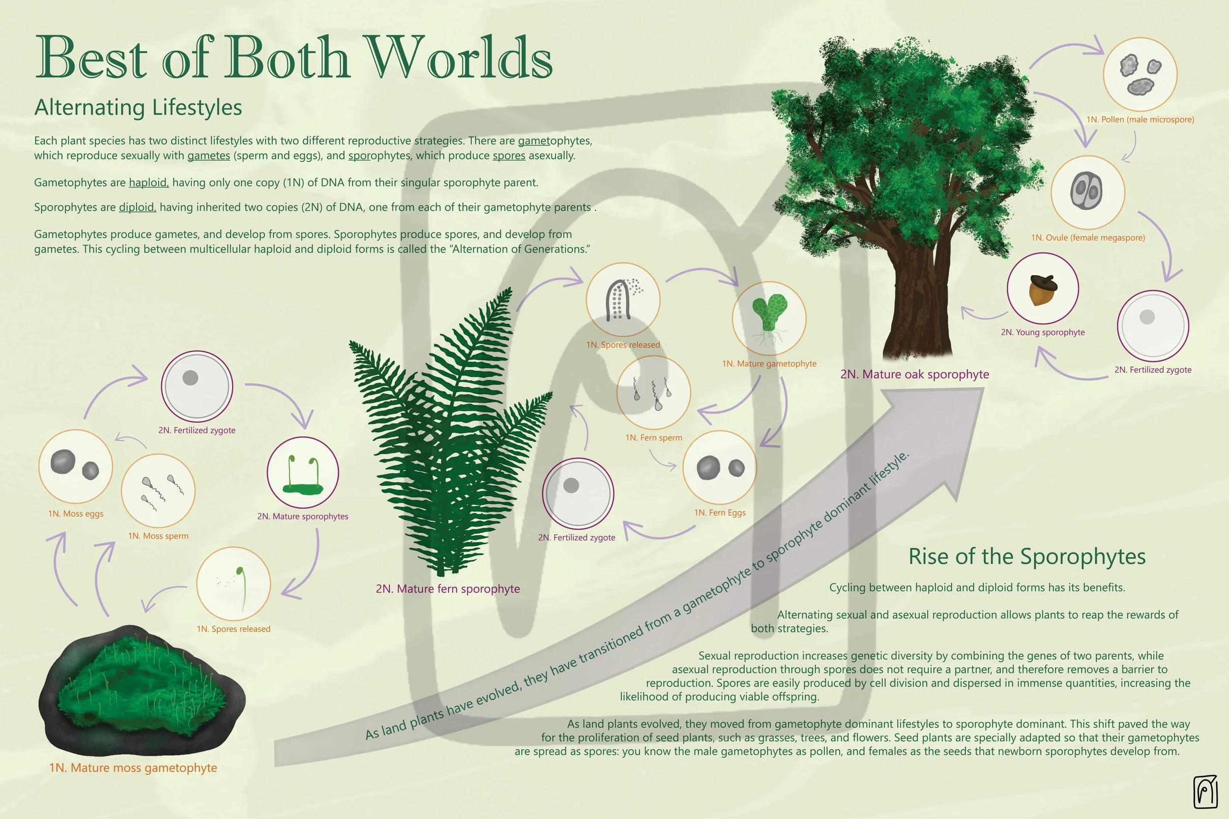Alternation of Generations Interpretive Panel, 2026, Digital